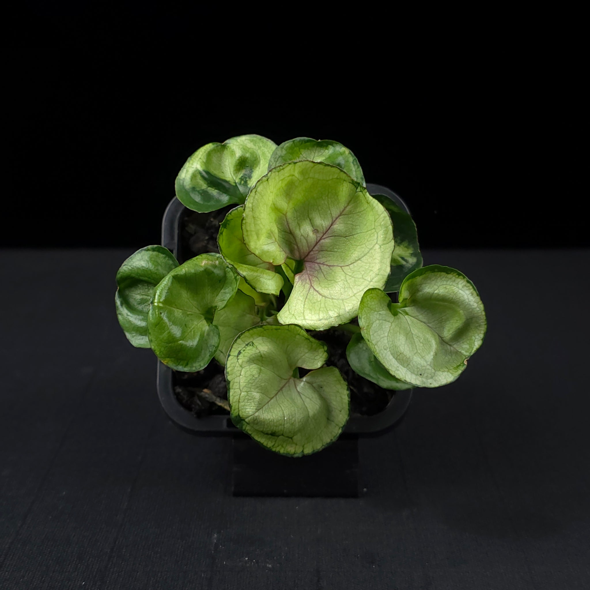 Syngonium podophyllum 'Roxanna'