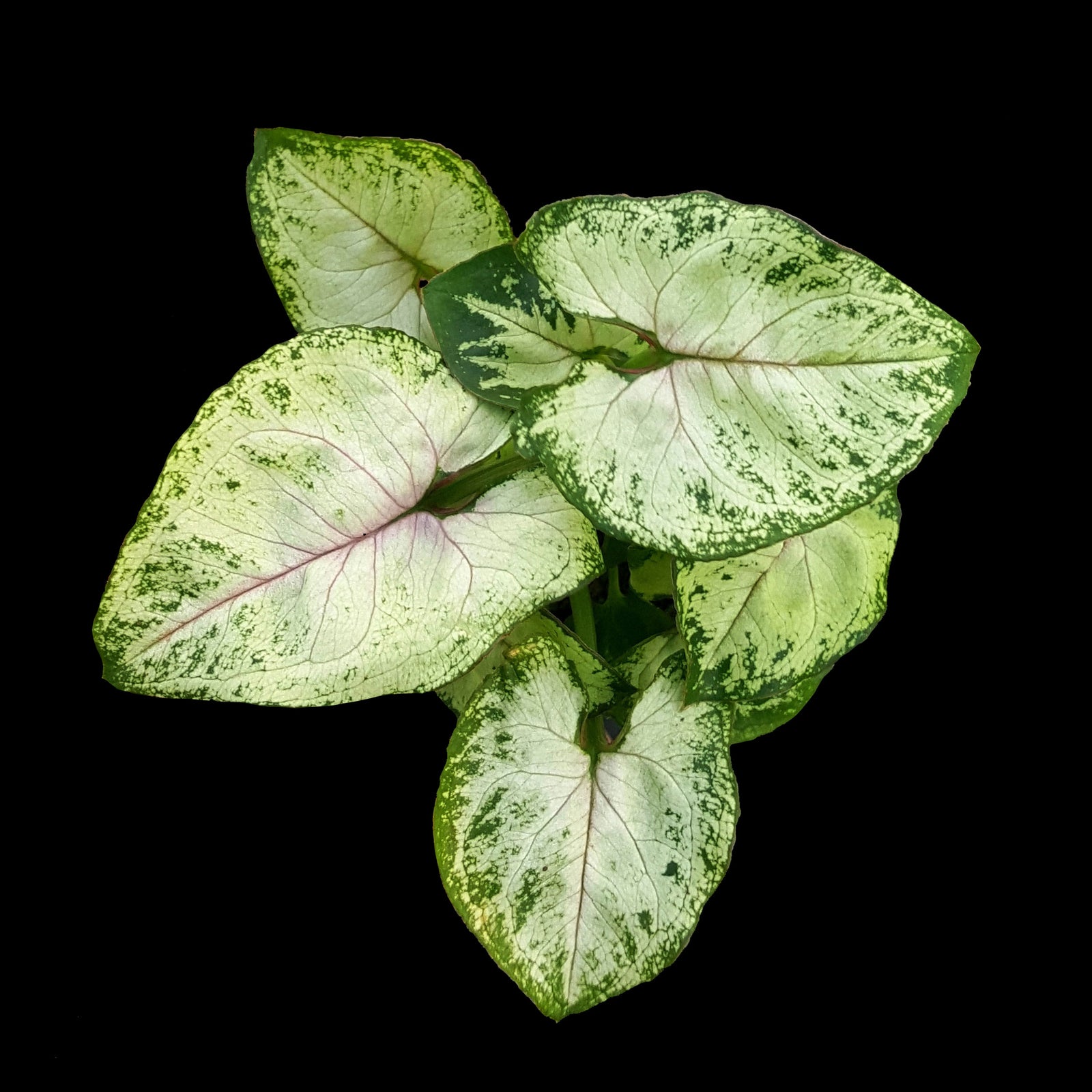 Syngonium-Sunshine-Speckles