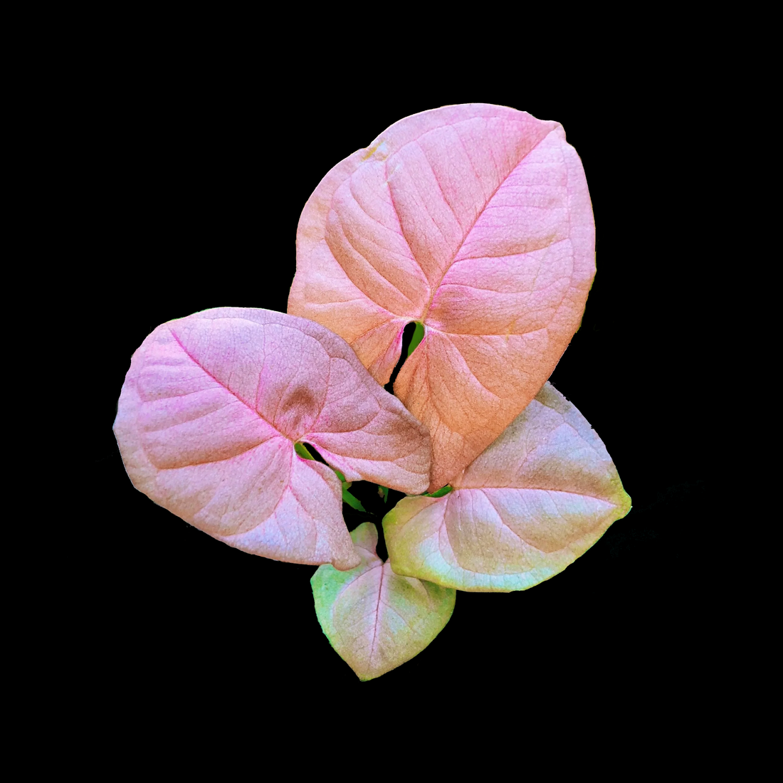 Syngonium Neon