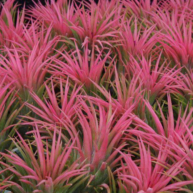 Tillandsia ionantha 'Ron' Asian Form