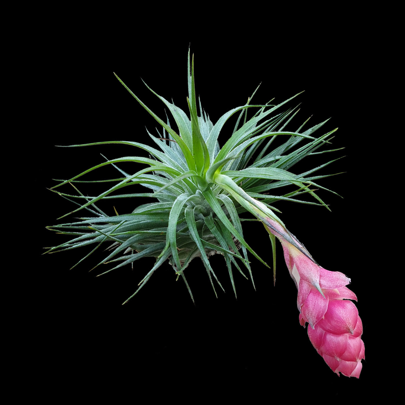 Tillandsia Cotton Candy 'Compact'