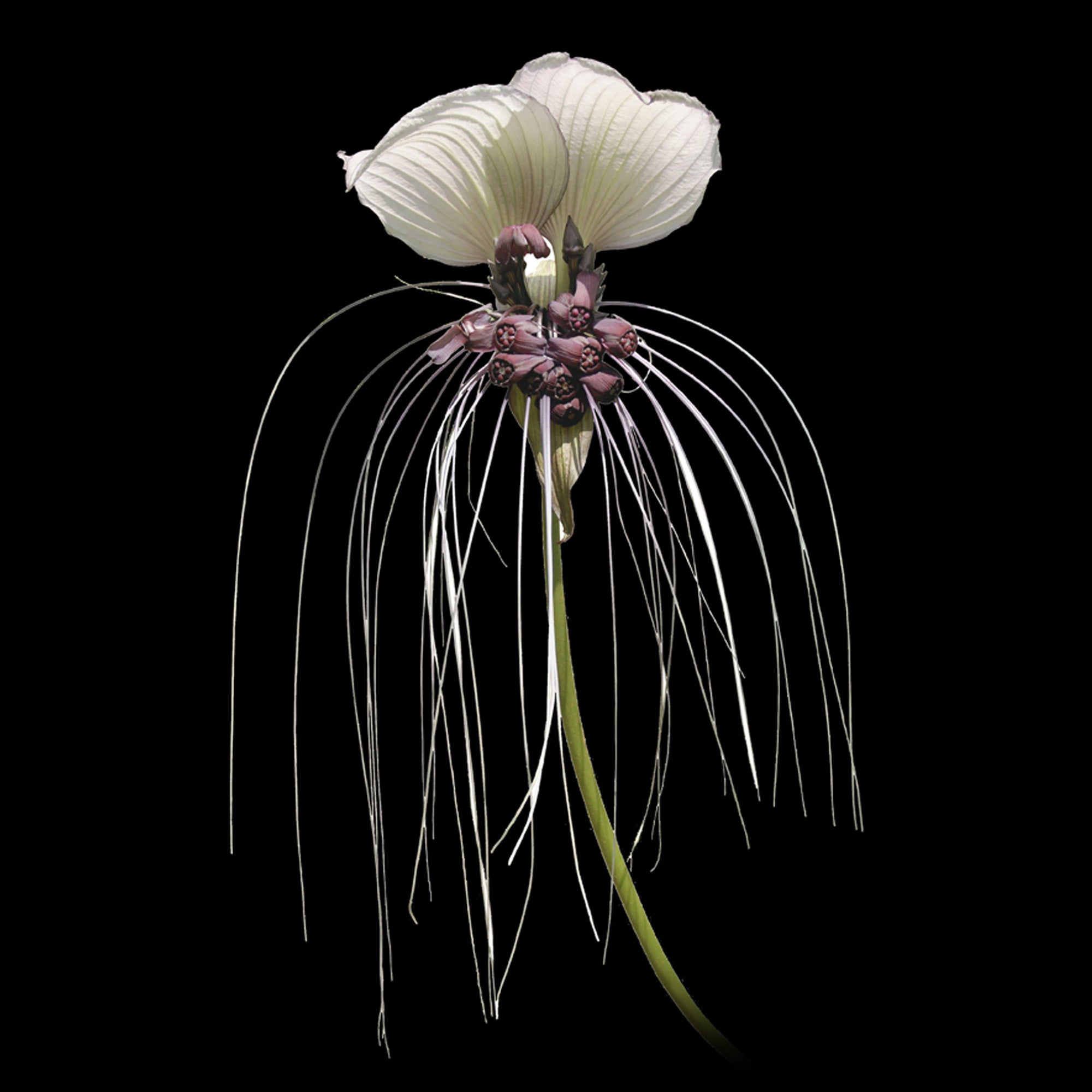 Tacca integrifolia 'The White Bat Flower'