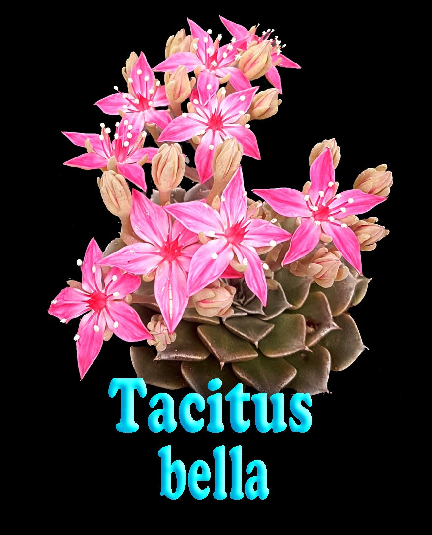 Tacitus bella 66mm Pot