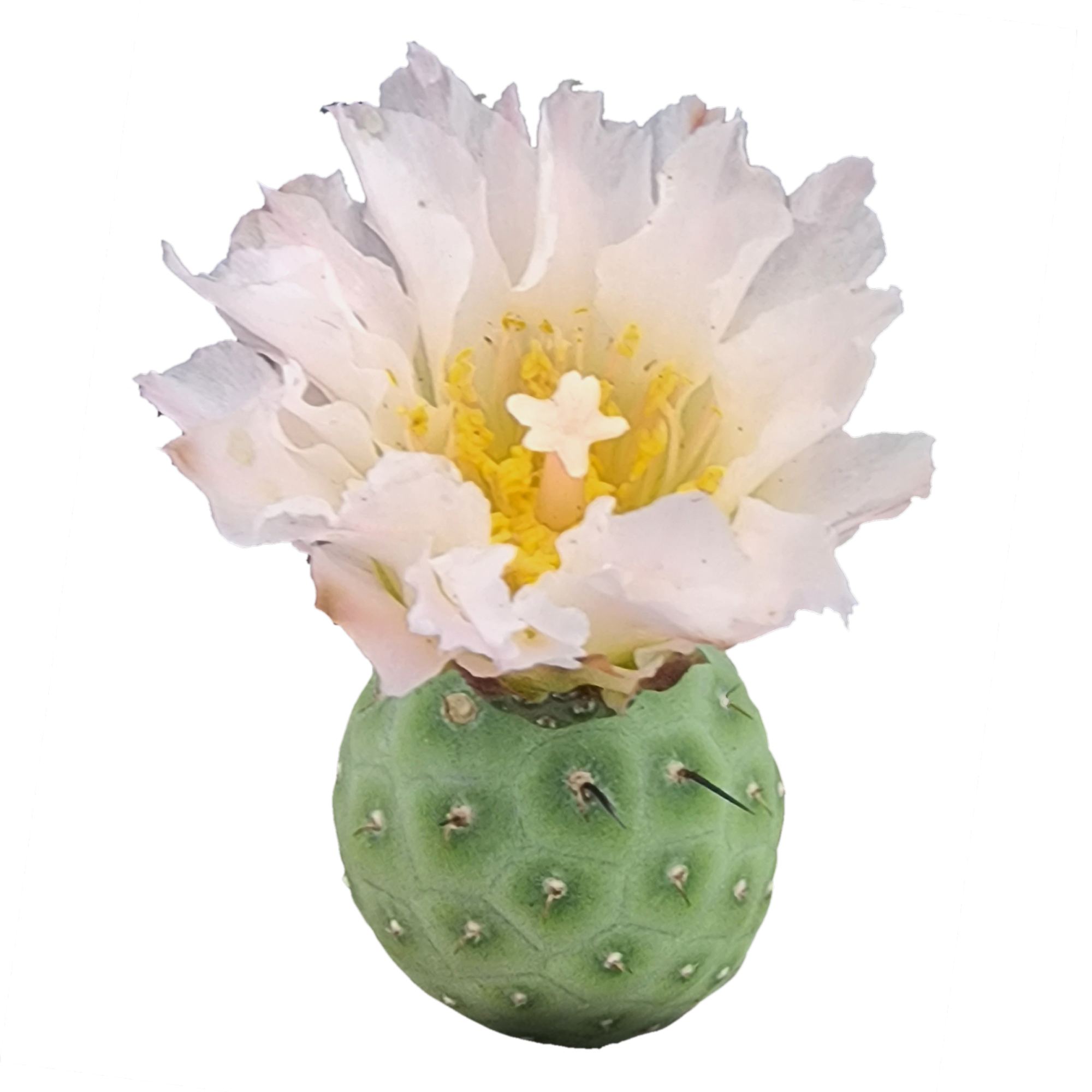 Tephrocactus geometricus (SA/WA Prohibited)