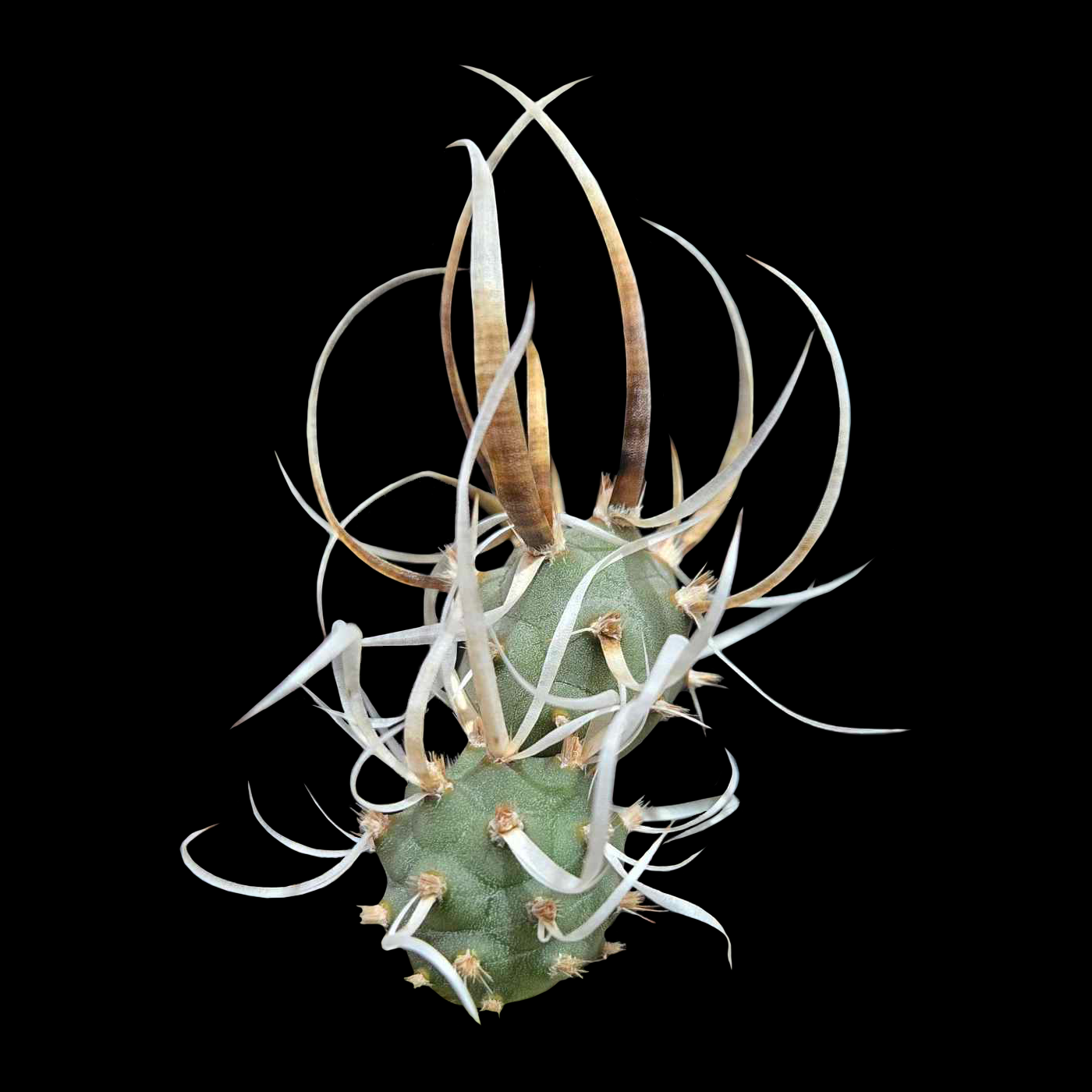 Paper Spined cactus Tephrocactus papyracanthus