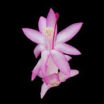 Zygocactus Schlumbergera 'Thor Caroline' 66mm Pot