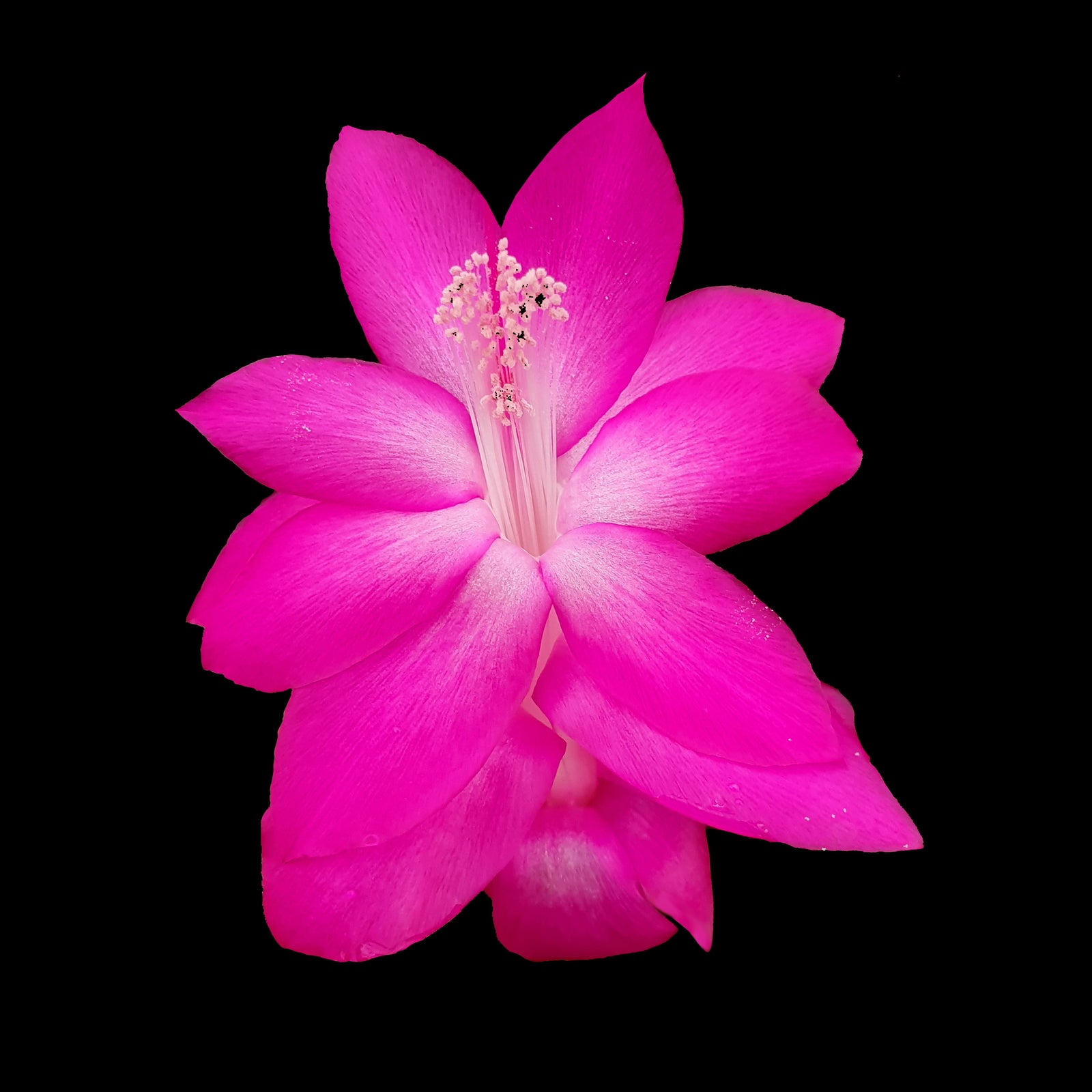 Zygocactus Schlumbergera 'Thor Sharon' 66mm Pot