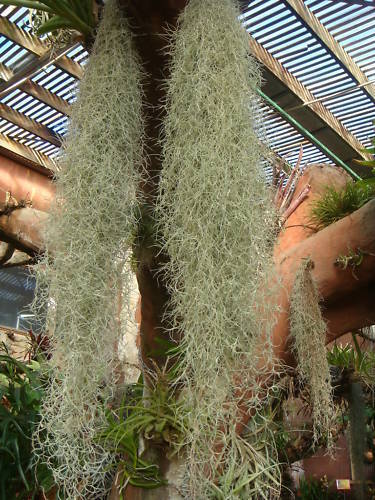 Tillandsia-usneoides-Spanish-Moss-mature-specimen