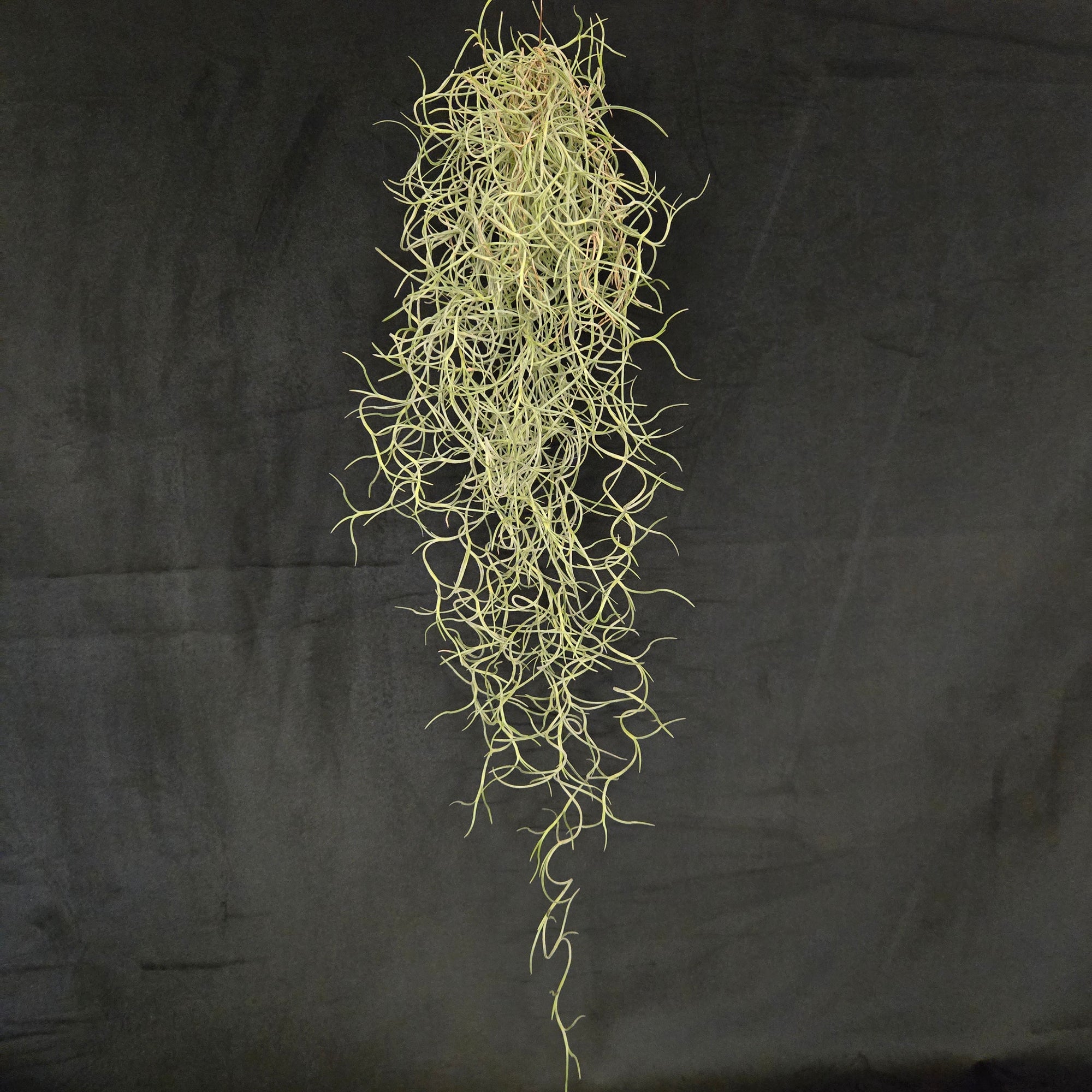 Tillandsia usneoides 'Spanish Moss' - The Air Plant That's Not a Moss