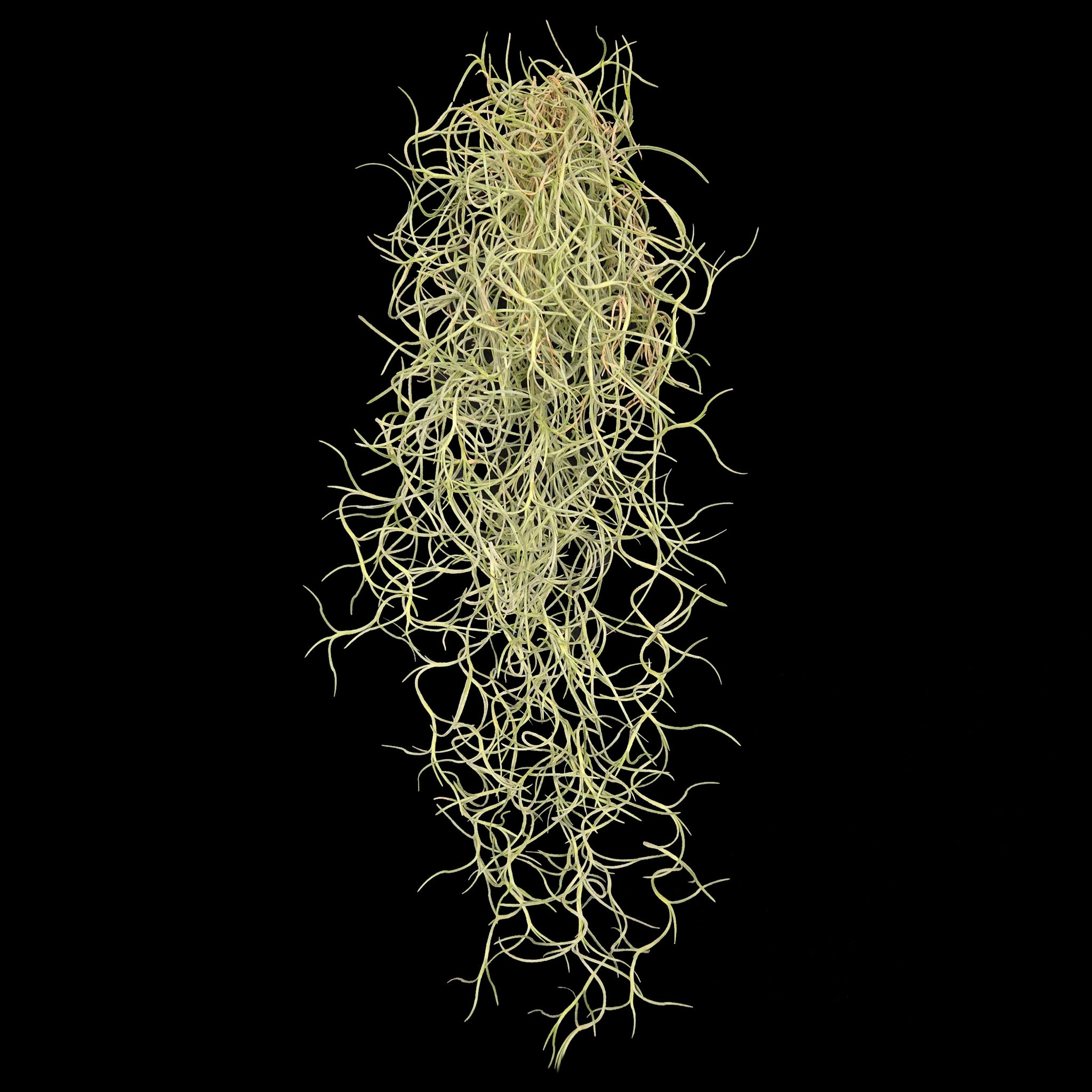 Tillandsia-usneoides-Spanish-Moss