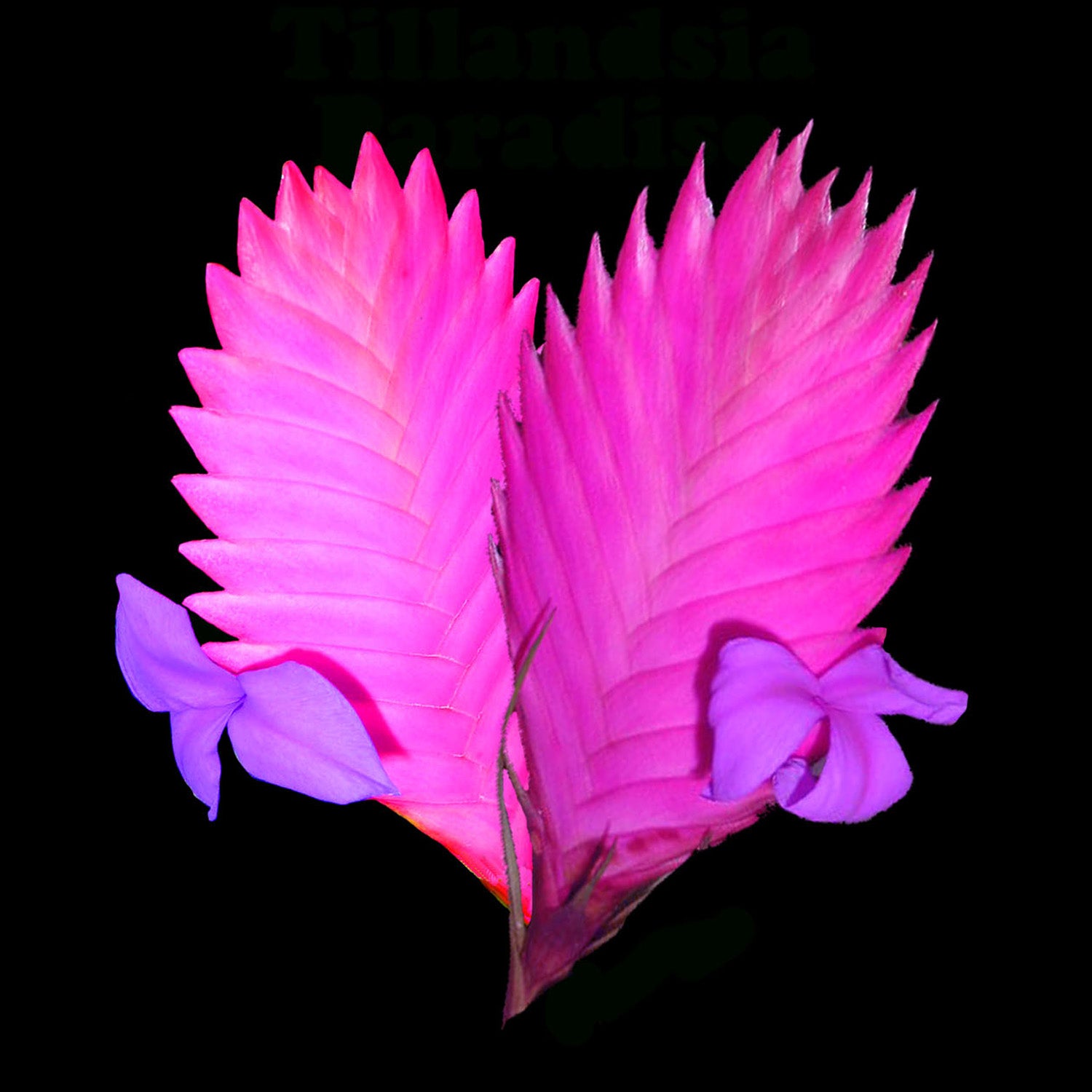 Tillandsia cyanea 'The Pink Quill' in bloom