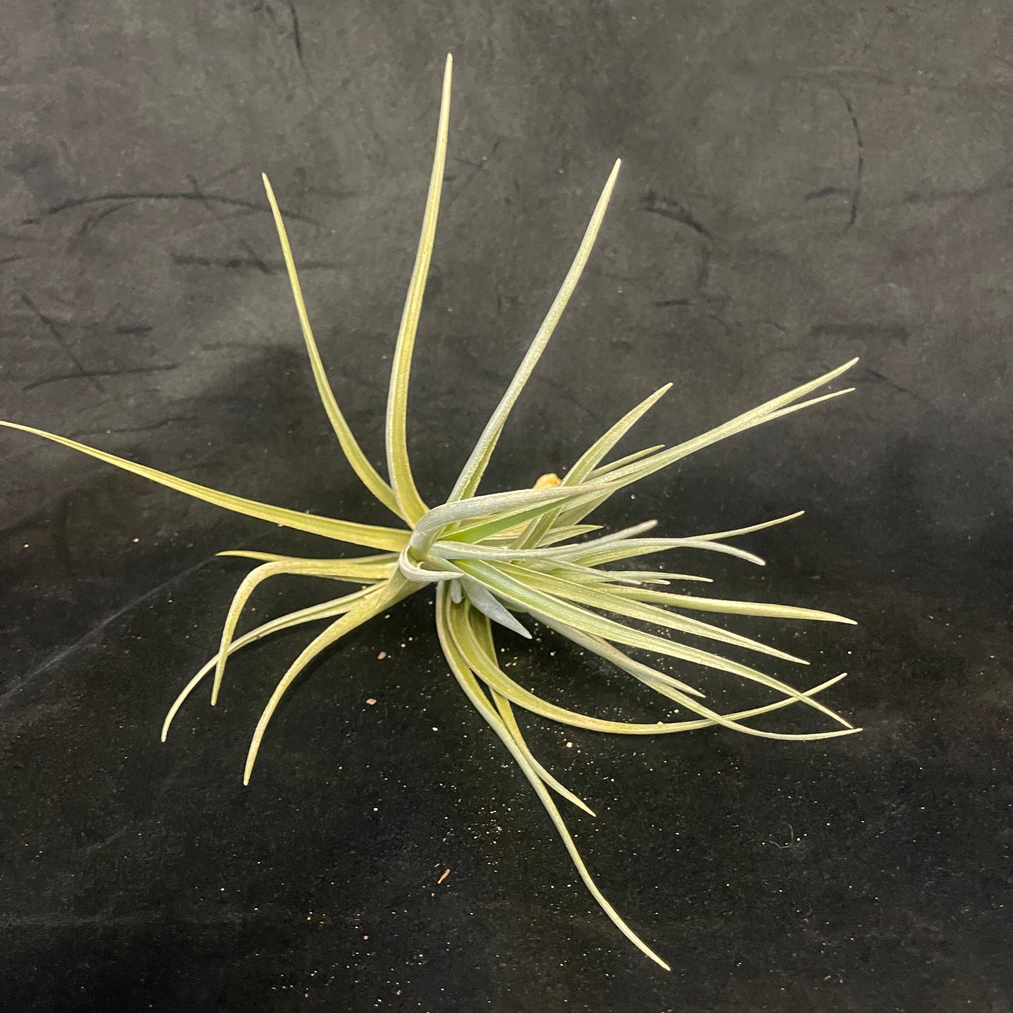 Tillandsia 'Mystic Trumpet Enigma'