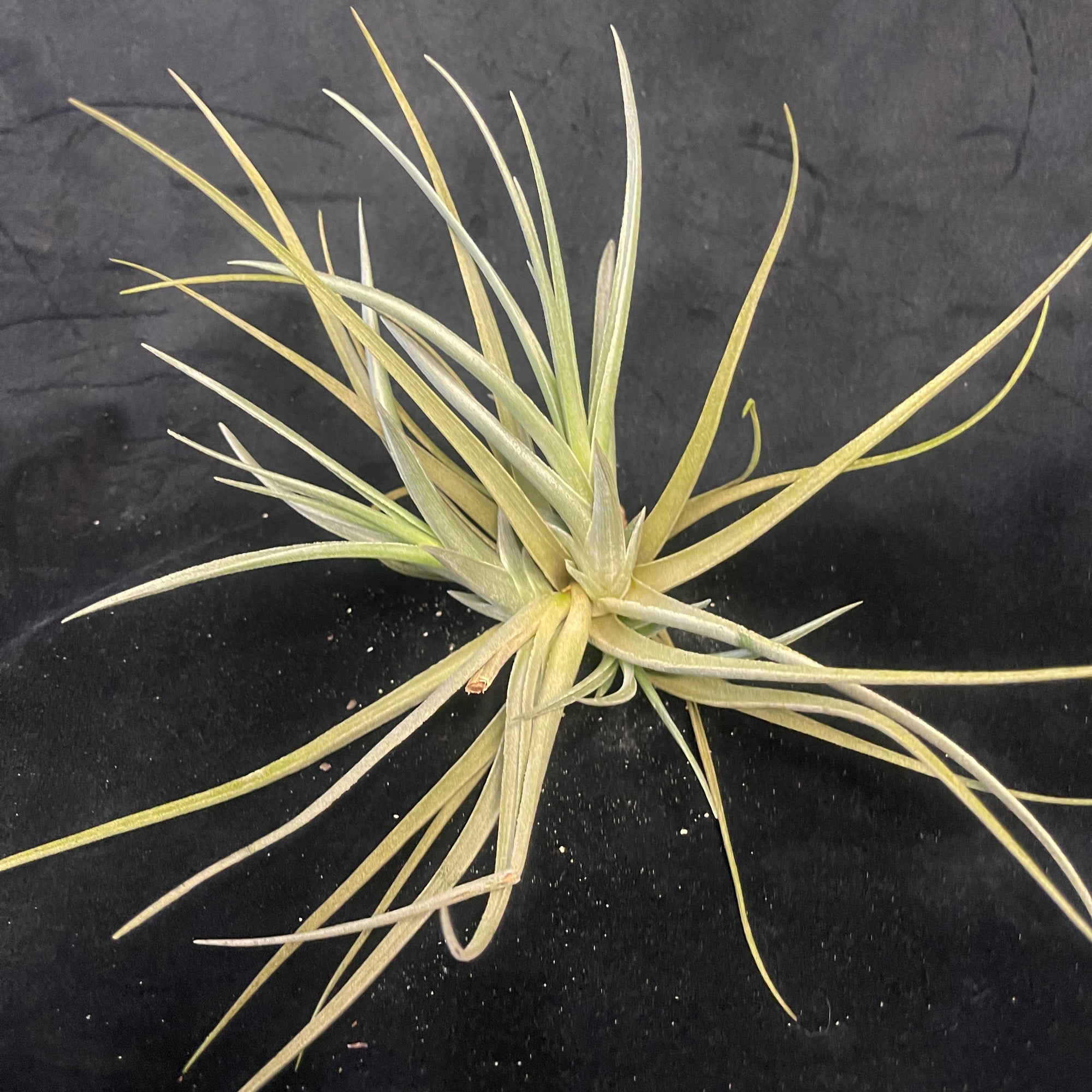 One-Off Tillandsia 'Mystic Trumpet' 'Enigma' - Rare & Mature