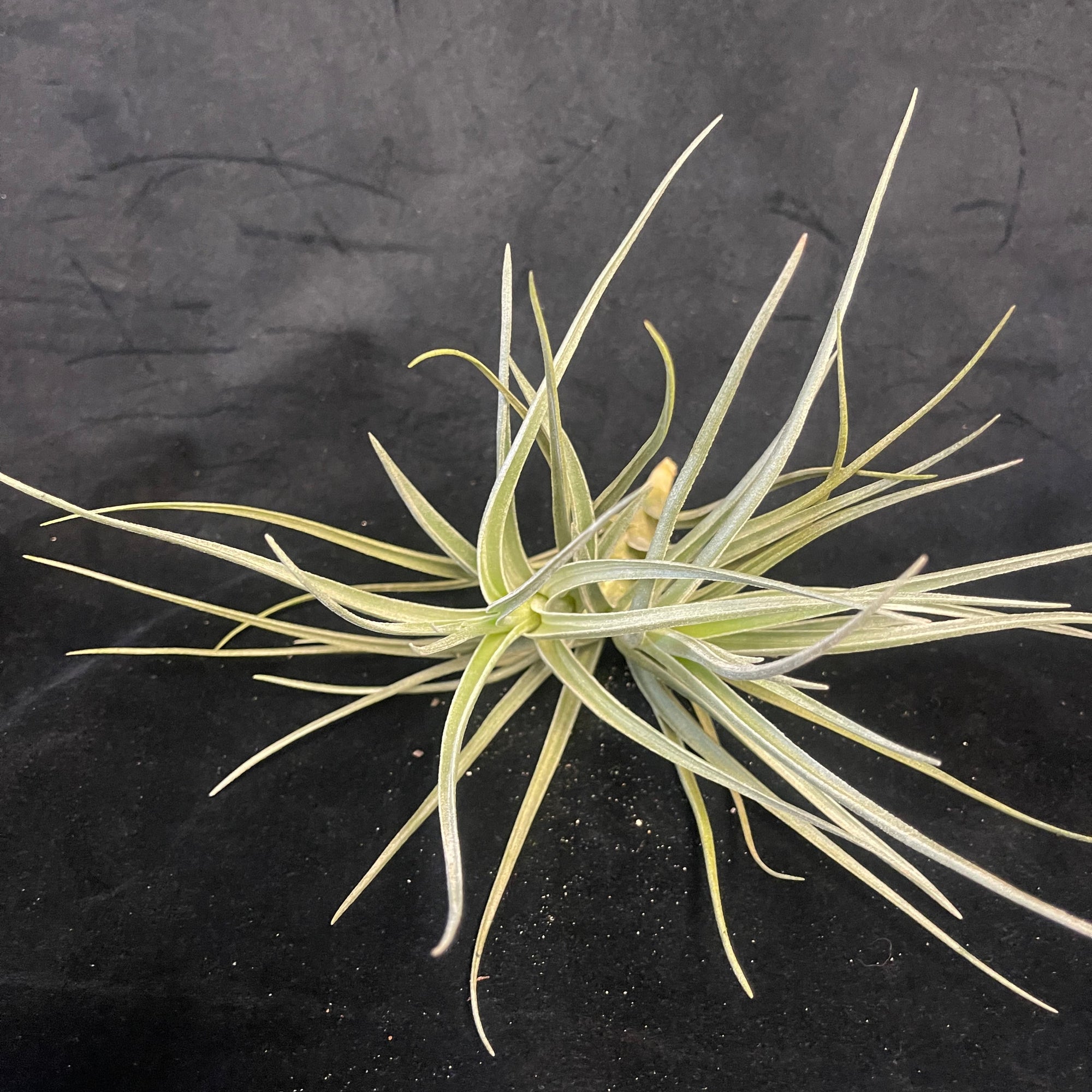 Tillandsia 'Mystic Trumpet Enigma'