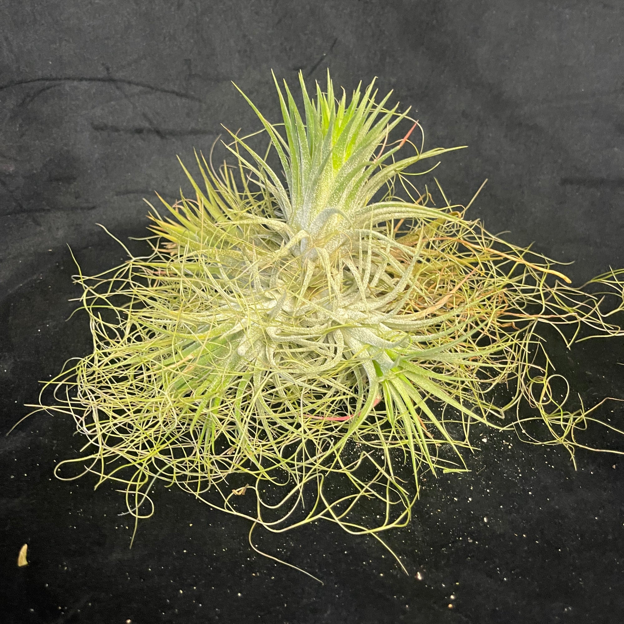 One-Off Tillandsia ionantha Clump - Established & Desirable Size