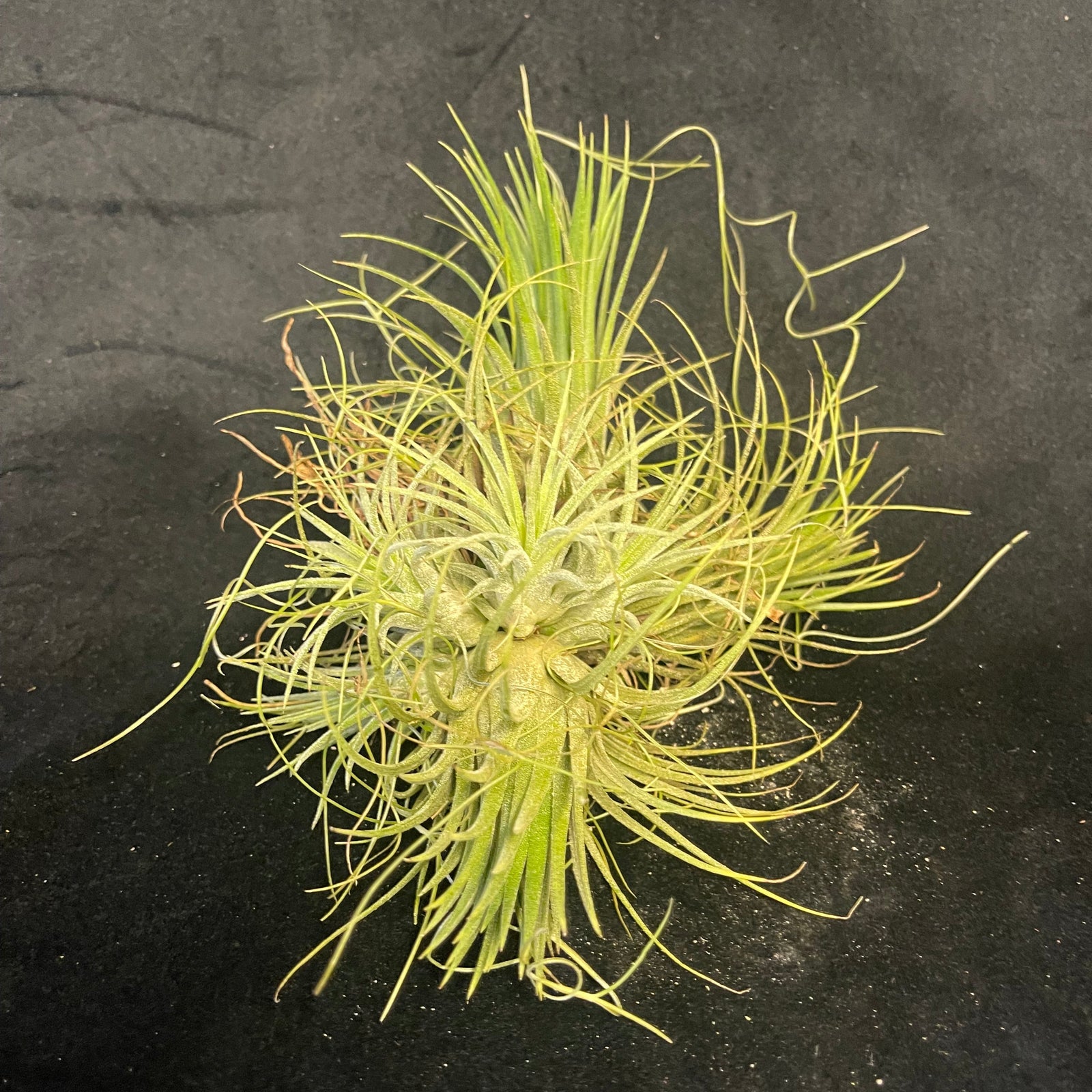 Tillandsia ionantha Clump - Established & Desirable Size One-Off