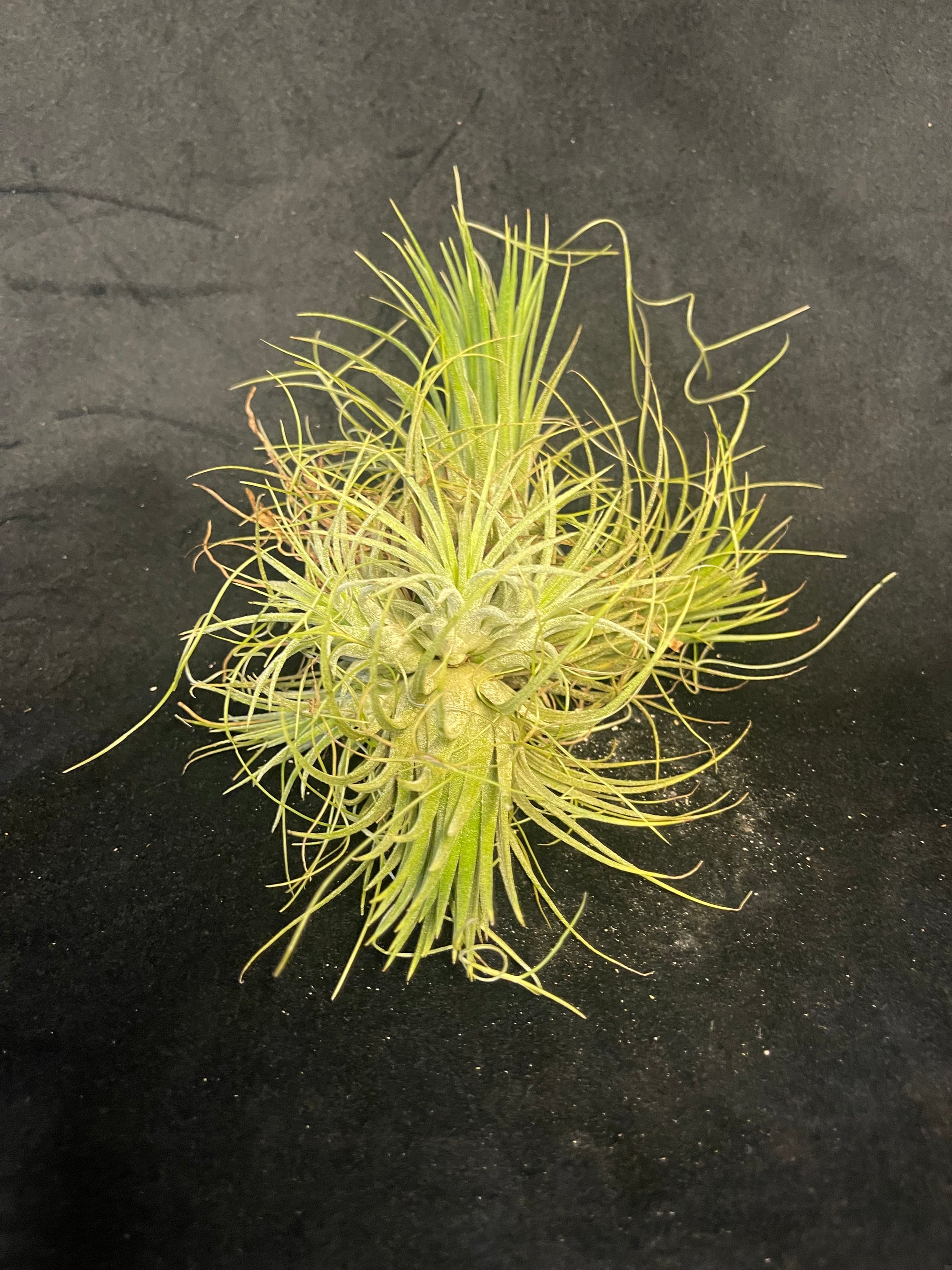 One-Off Tillandsia ionantha Clump - Established & Desirable Size