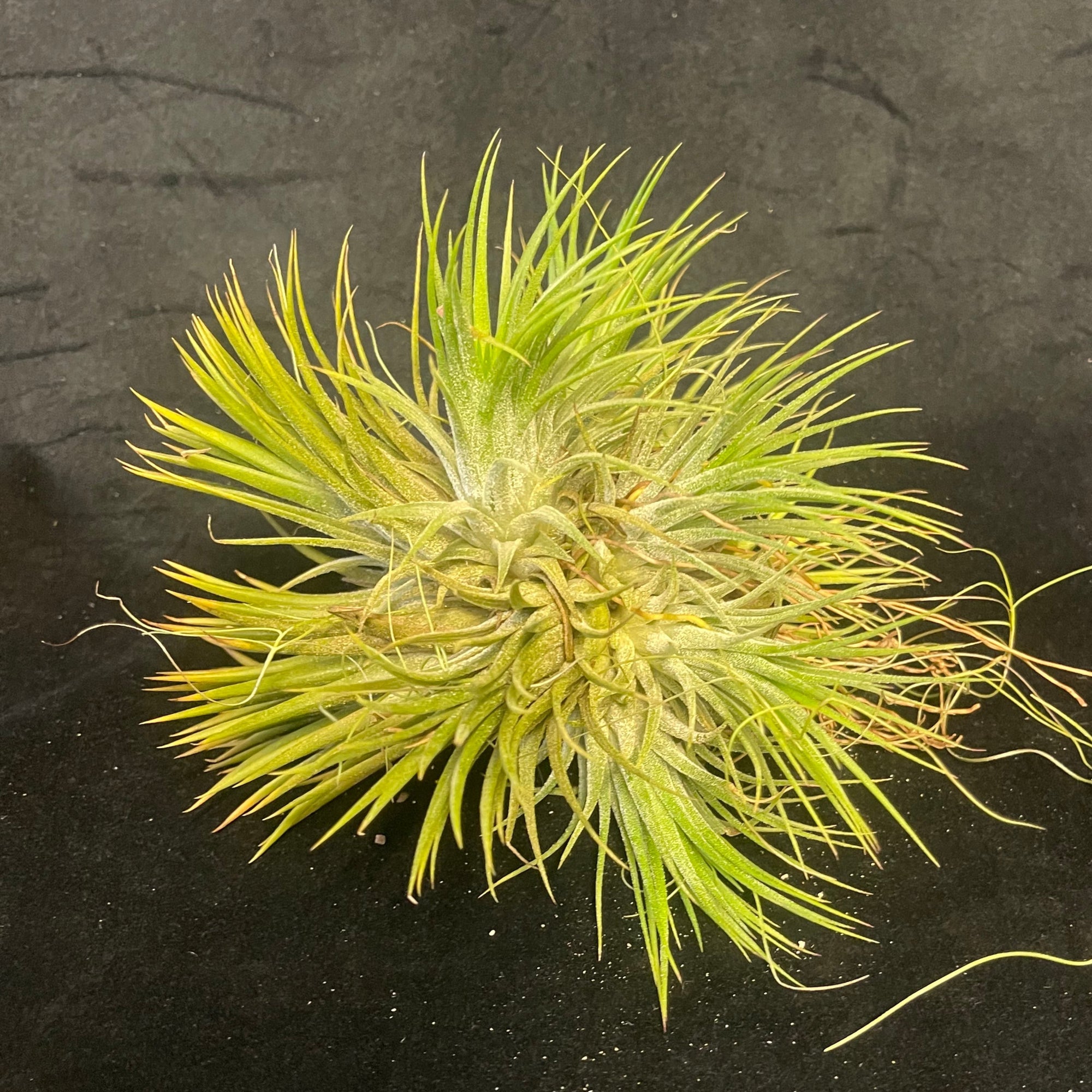 One-Off Tillandsia ionantha Clump - Large & Mature