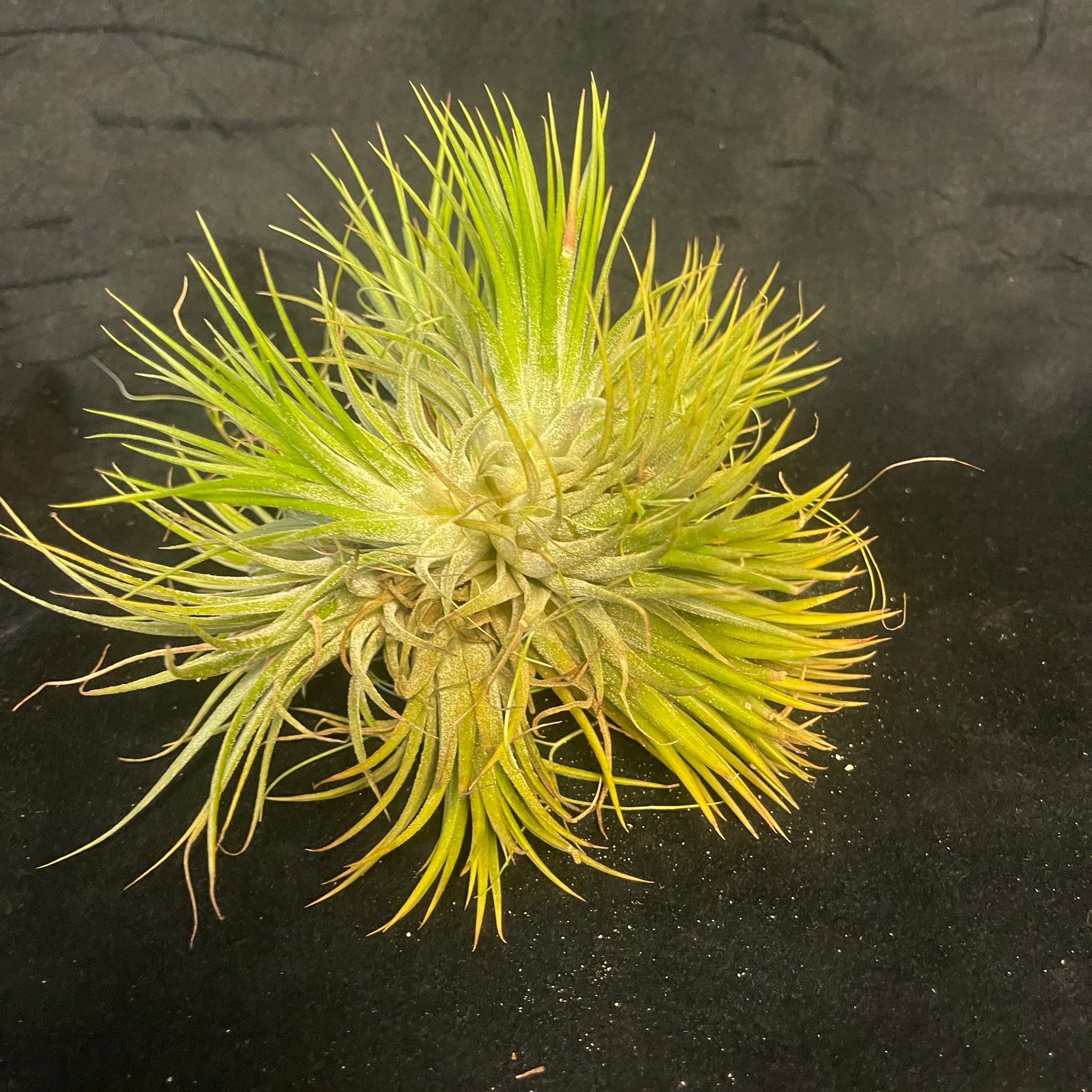 One-Off Tillandsia ionantha Clump - Large & Mature