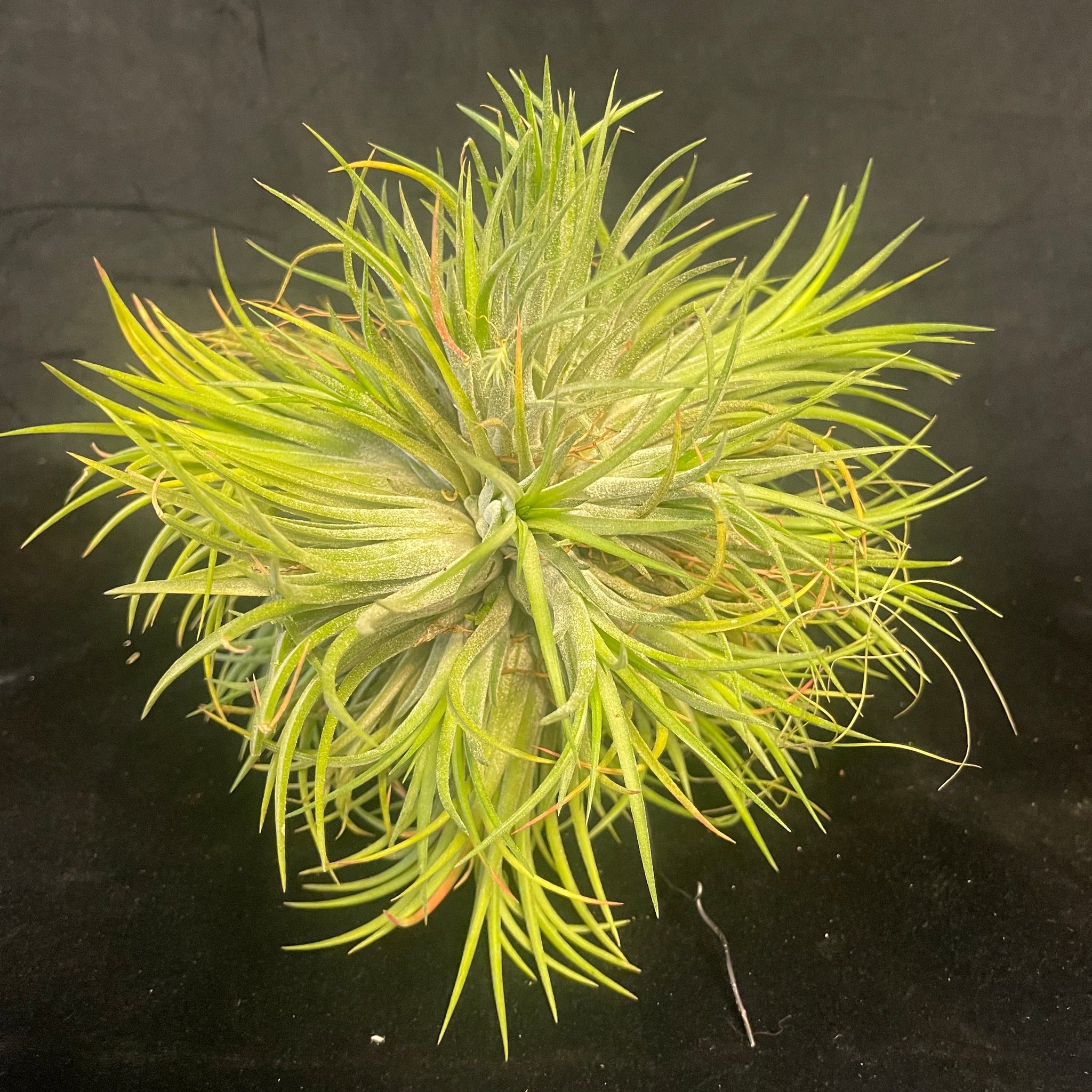 One-Off Tillandsia ionantha 'Rubra' - Large Specimen Ball 'B'