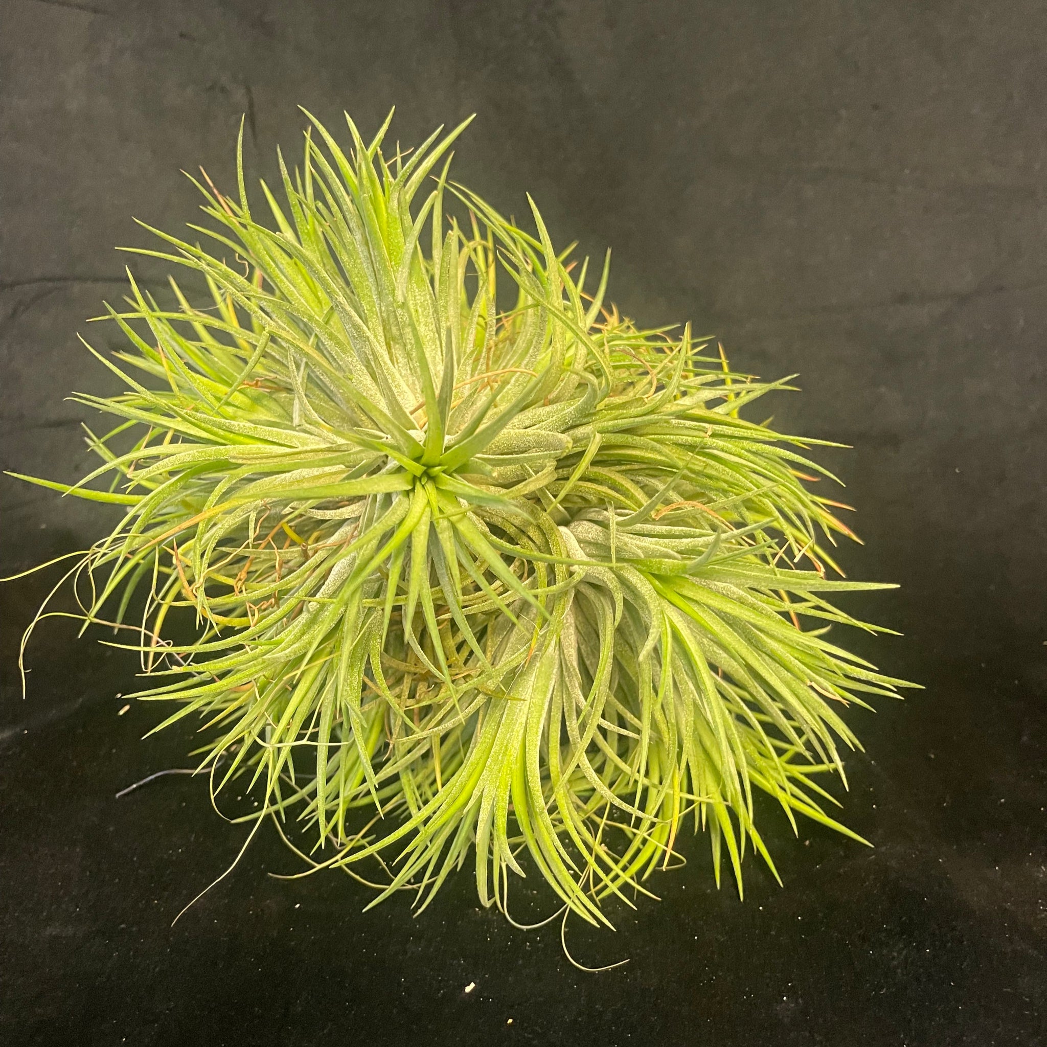 One-Off Tillandsia ionantha 'Rubra' - Large Specimen Ball 'B'