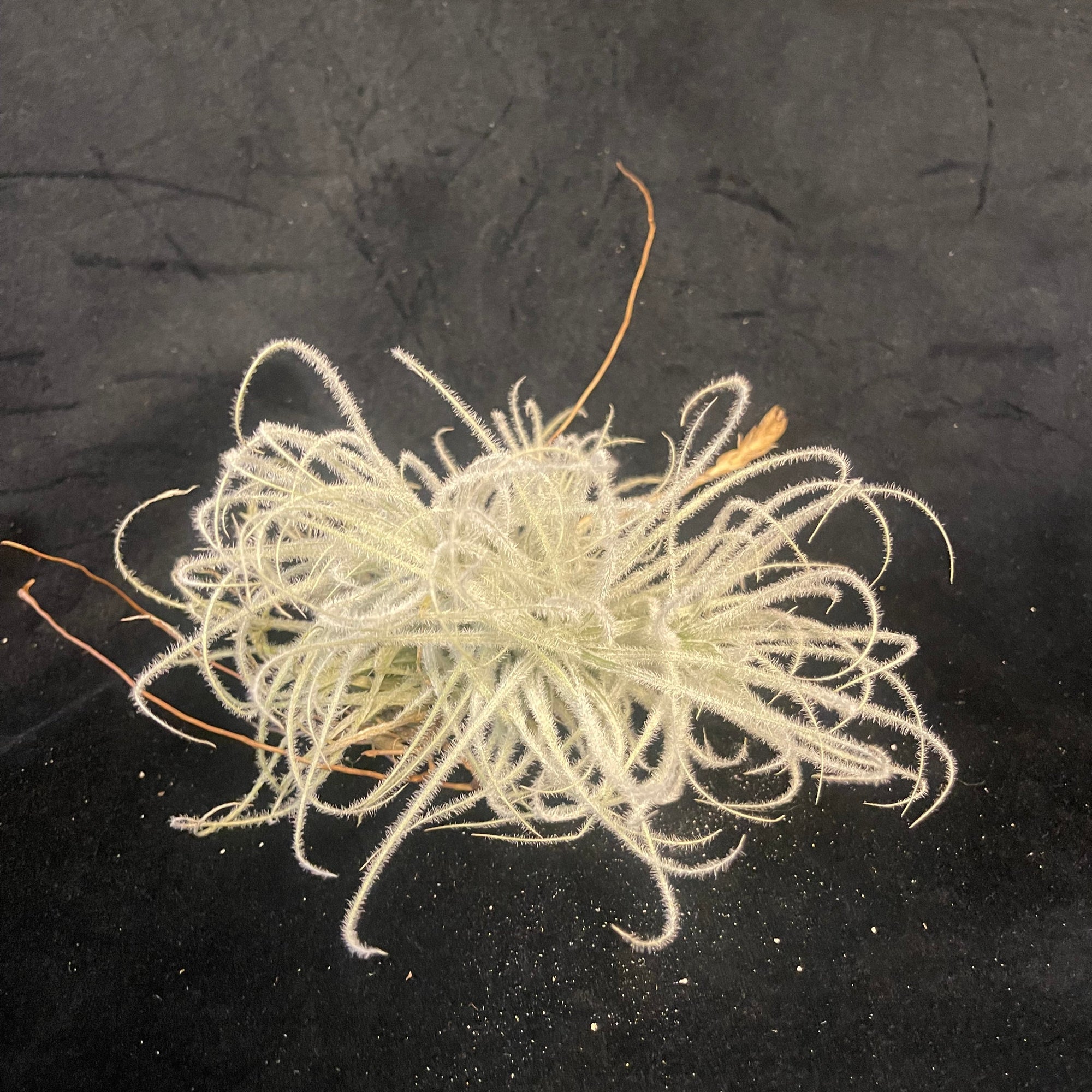 Tillandsia tectorum 'Filiform' (Enano) - Rare & Desirable One-Off