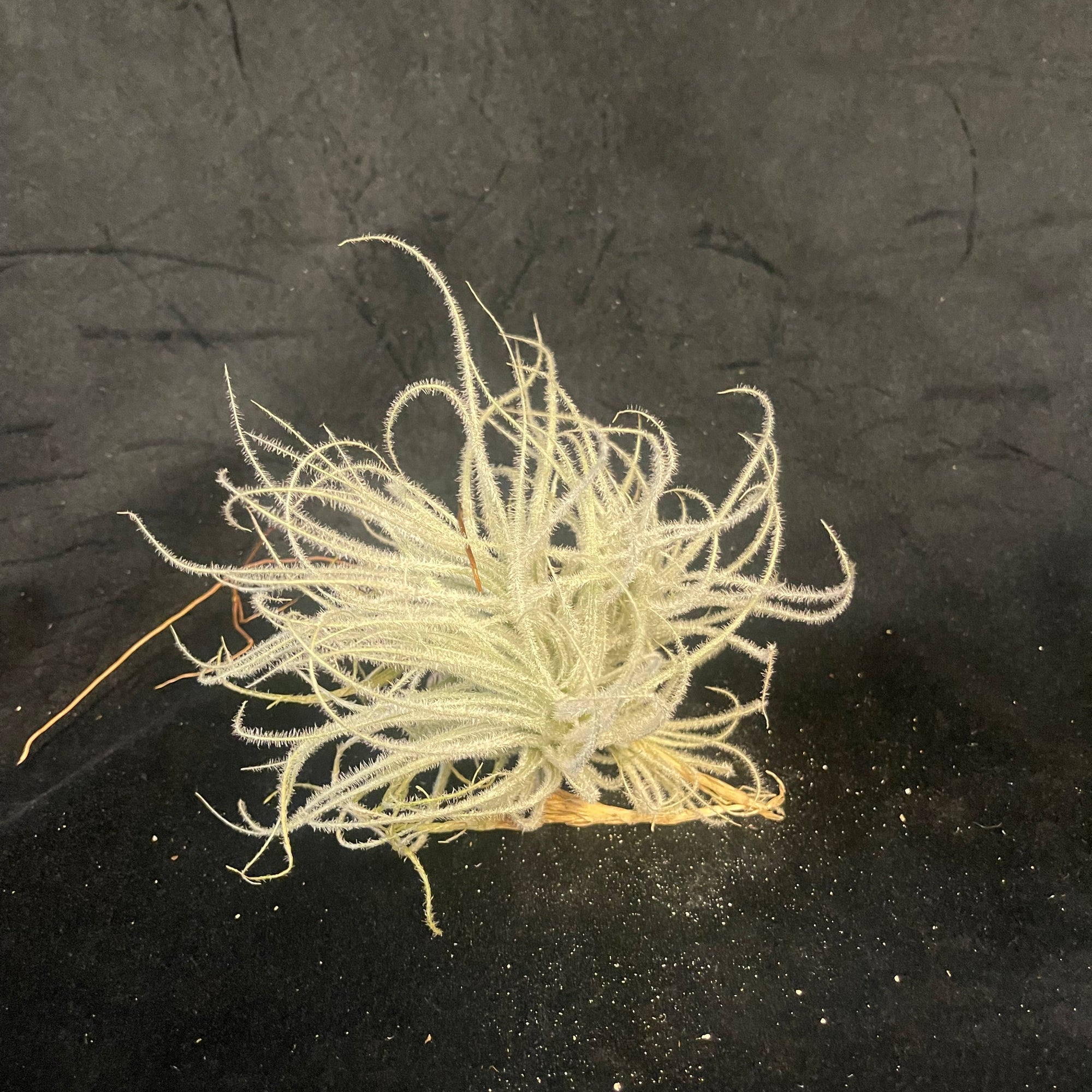 Tillandsia tectorum 'Filiform' (Enano) - Rare & Desirable One-Off