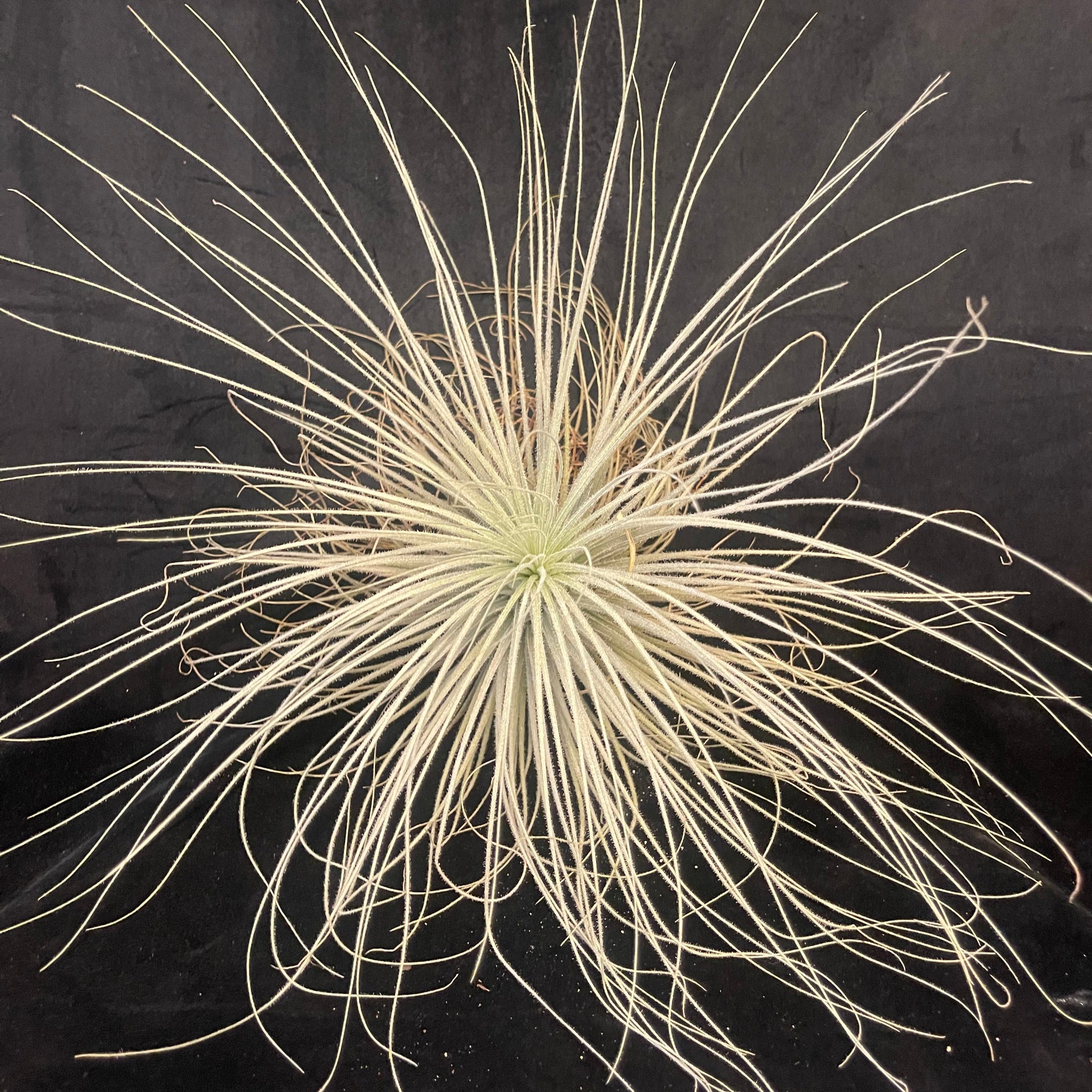 Tillandsia tectorum 'Filiform' (Ex Isley) - Mature & Rare One-Off