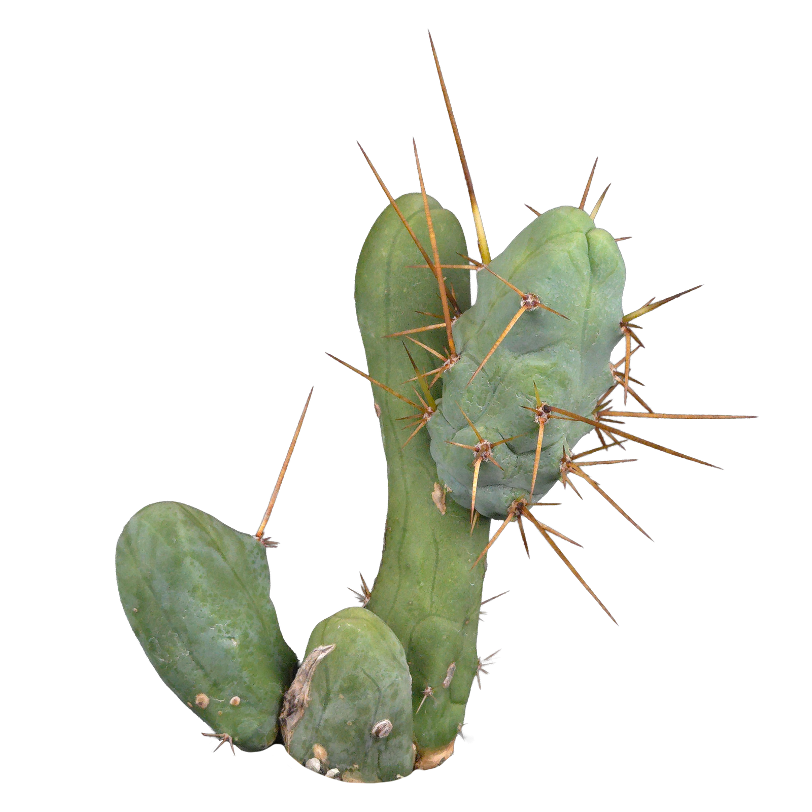 Trichocereus bridgesii f. monstrosa (Penis Cactus)