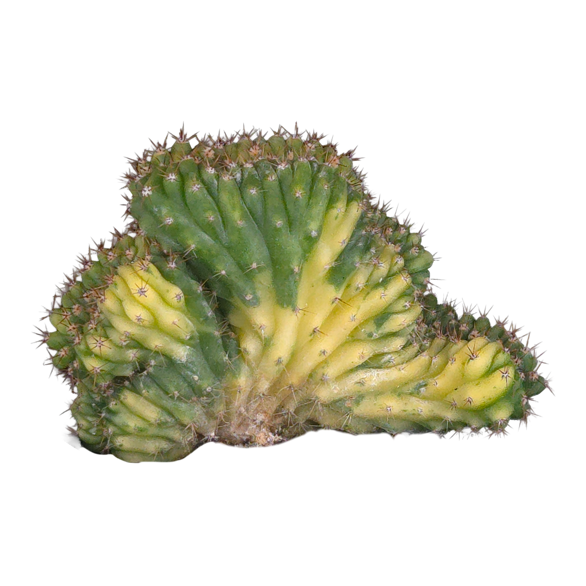 Trichocereus (Echinopsis) pachanoi cristata variegata