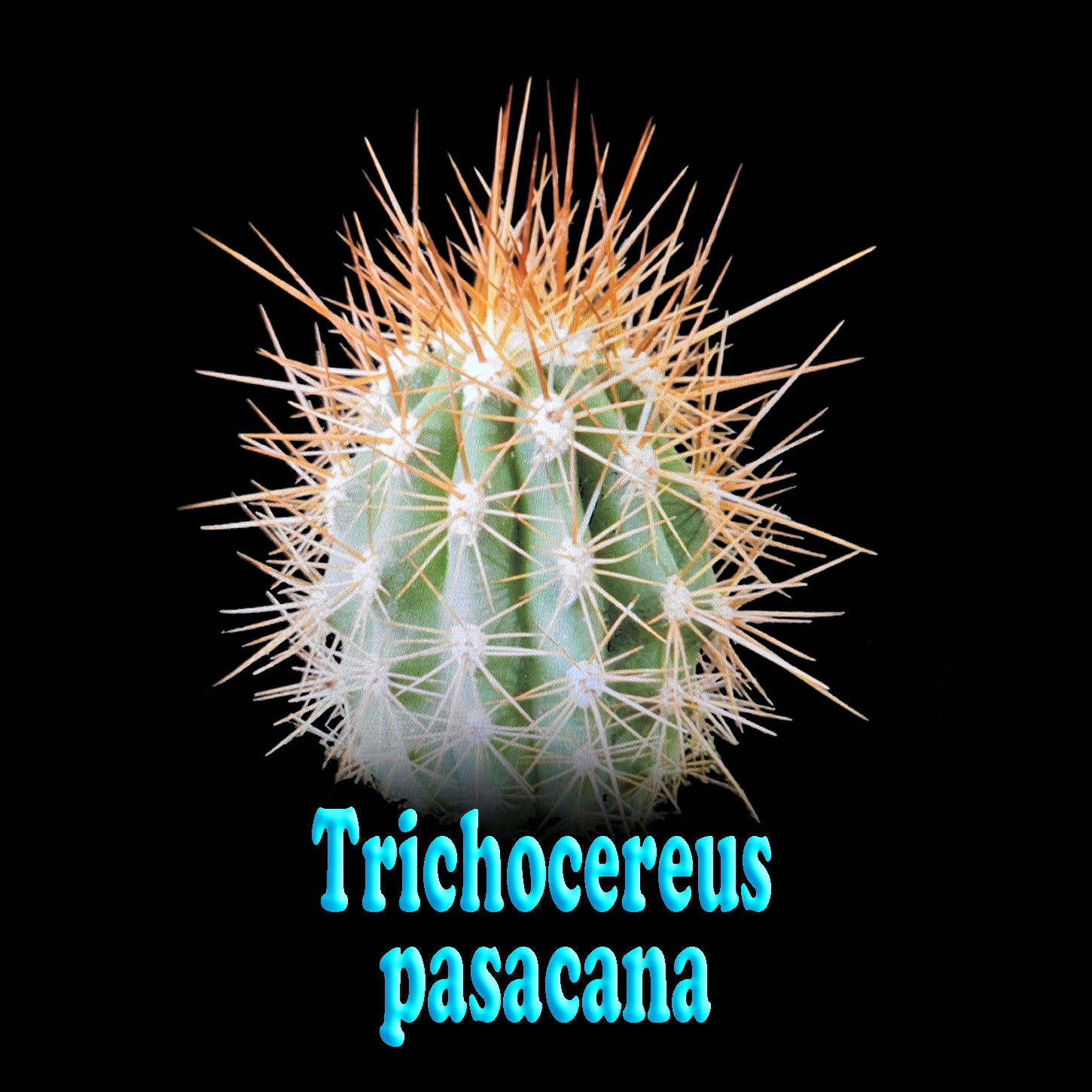 Echinopsis pasacana (syn. Trichocereus pasacana): The Giant Cardon Cactus