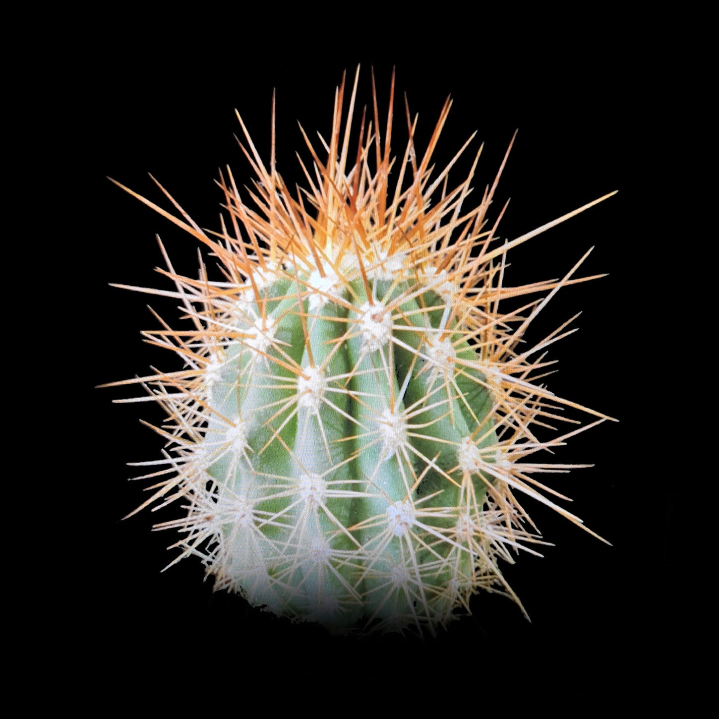 Echinopsis pasacana – Towering Desert Sentinel