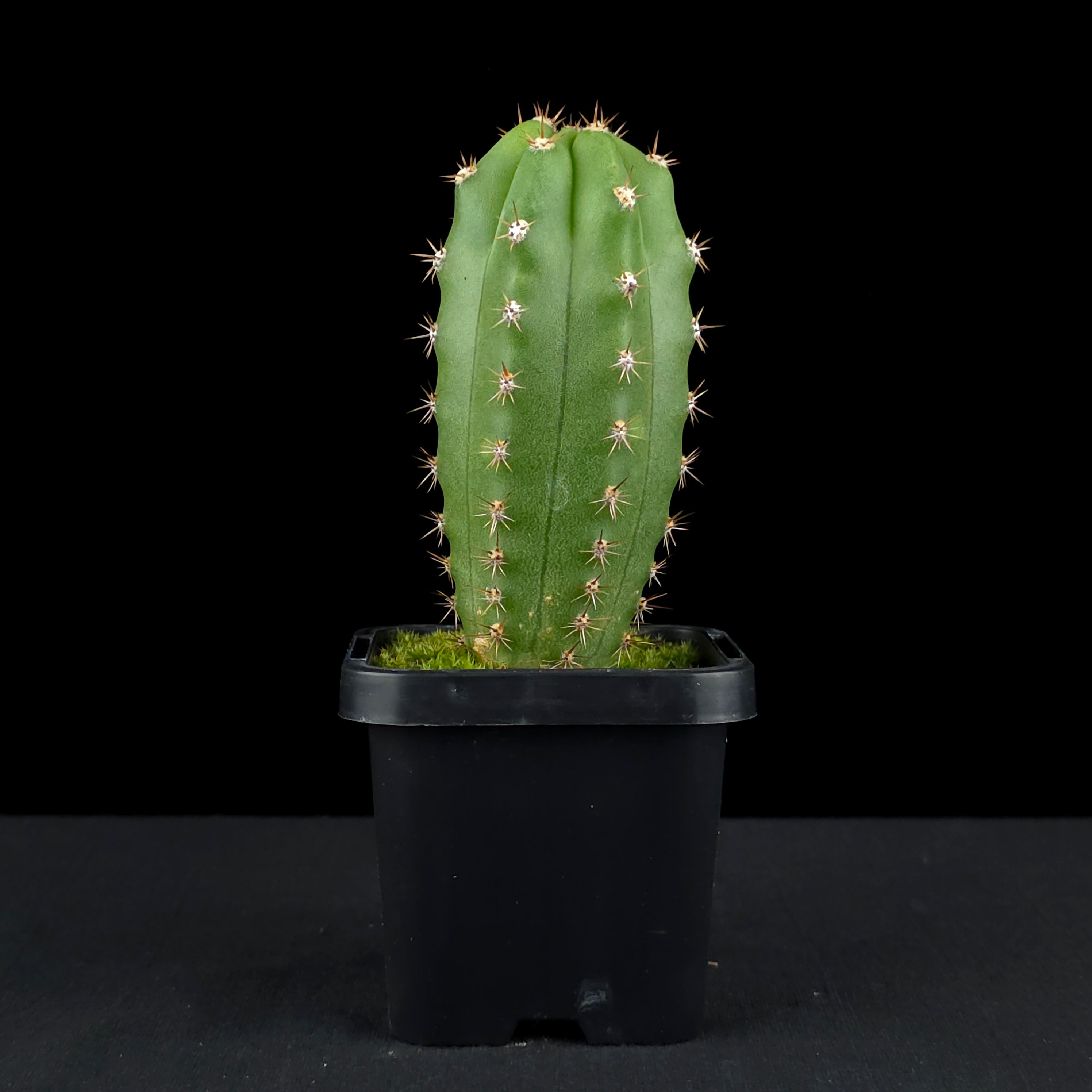 Trichocereus macrogonus syn. Echinopsis macrogona - The Peruvian