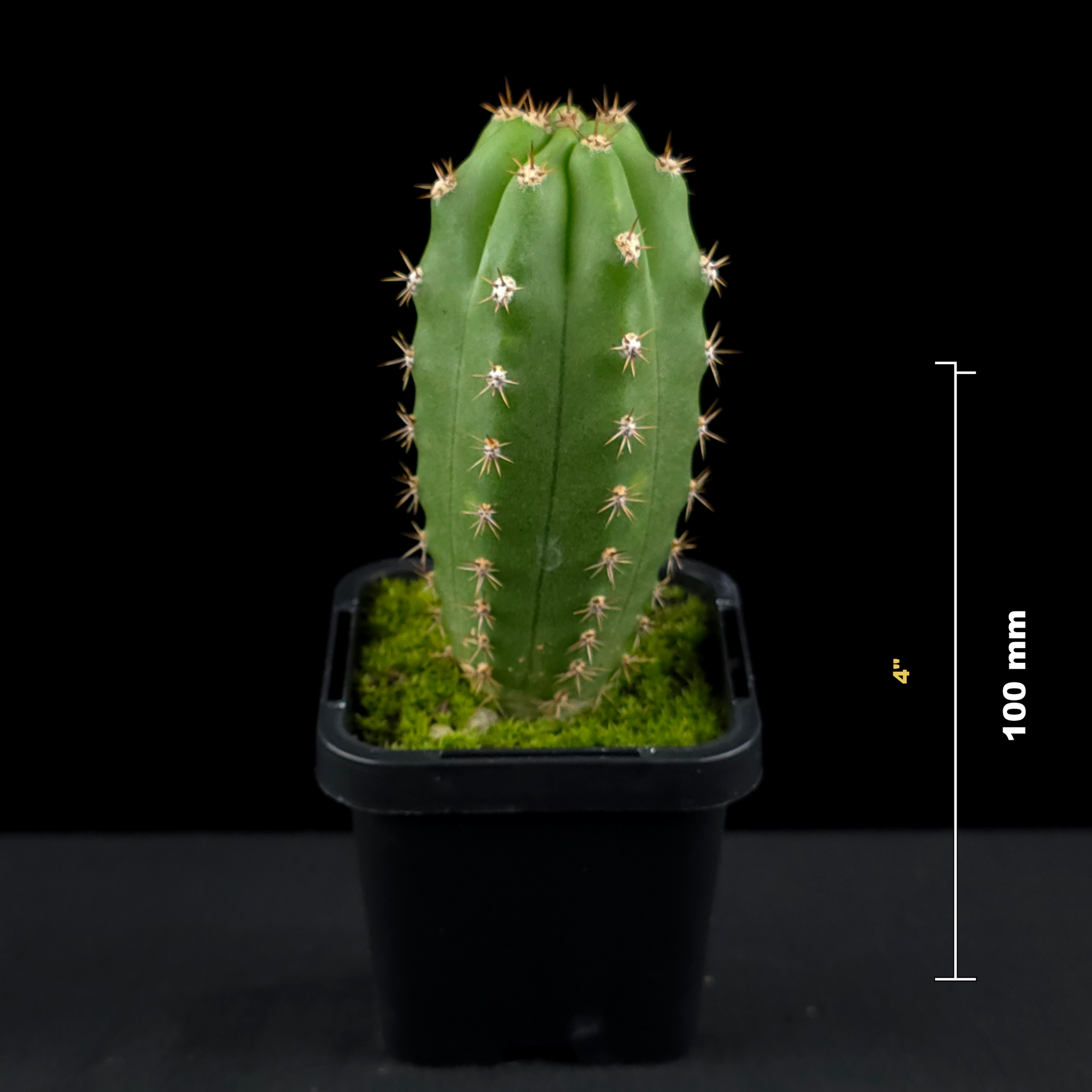 Trichocereus macrogonus syn. Echinopsis macrogona - The Peruvian Torch Cactus