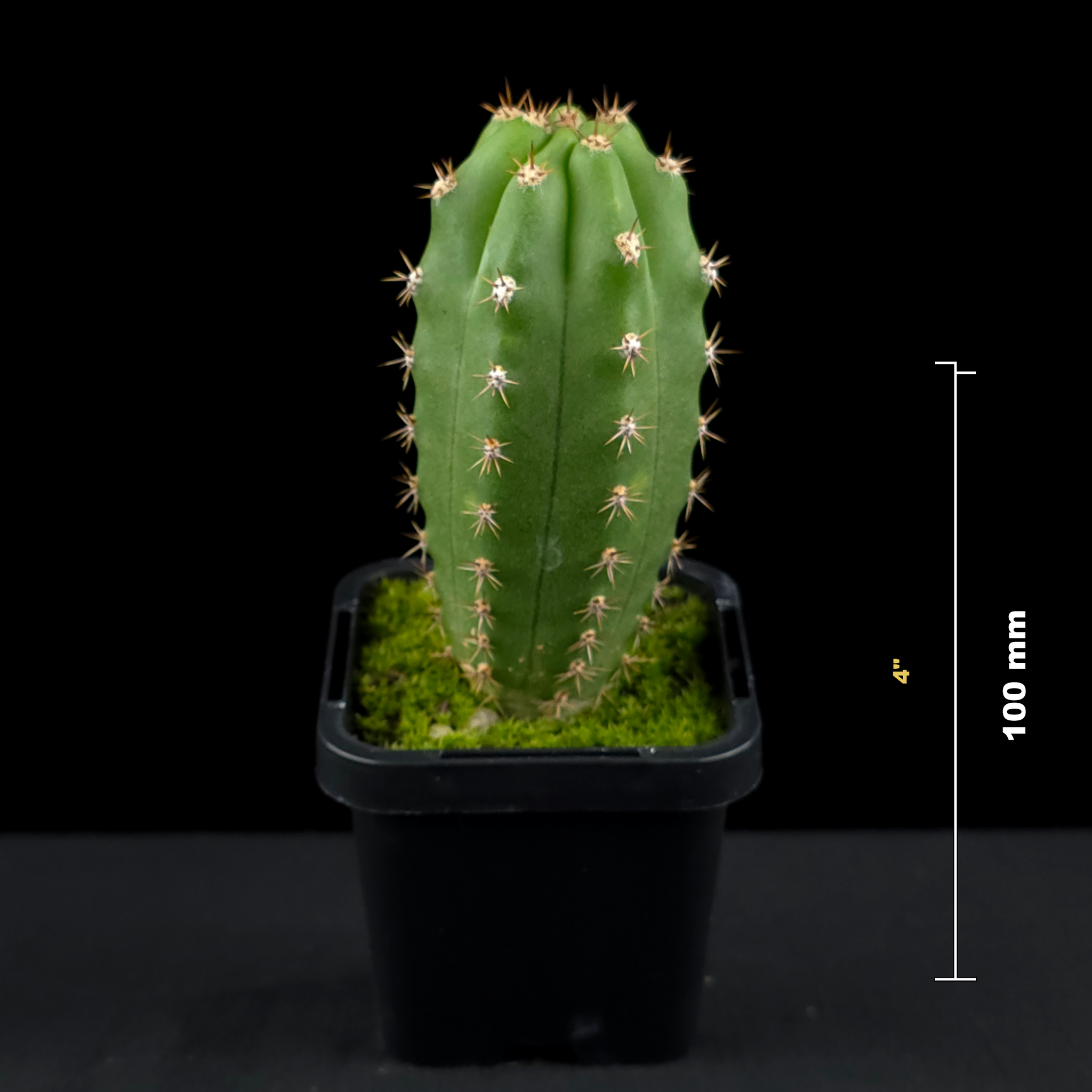 Trichocereus macrogonus syn. Echinopsis macrogona - The Peruvian Torch Cactus