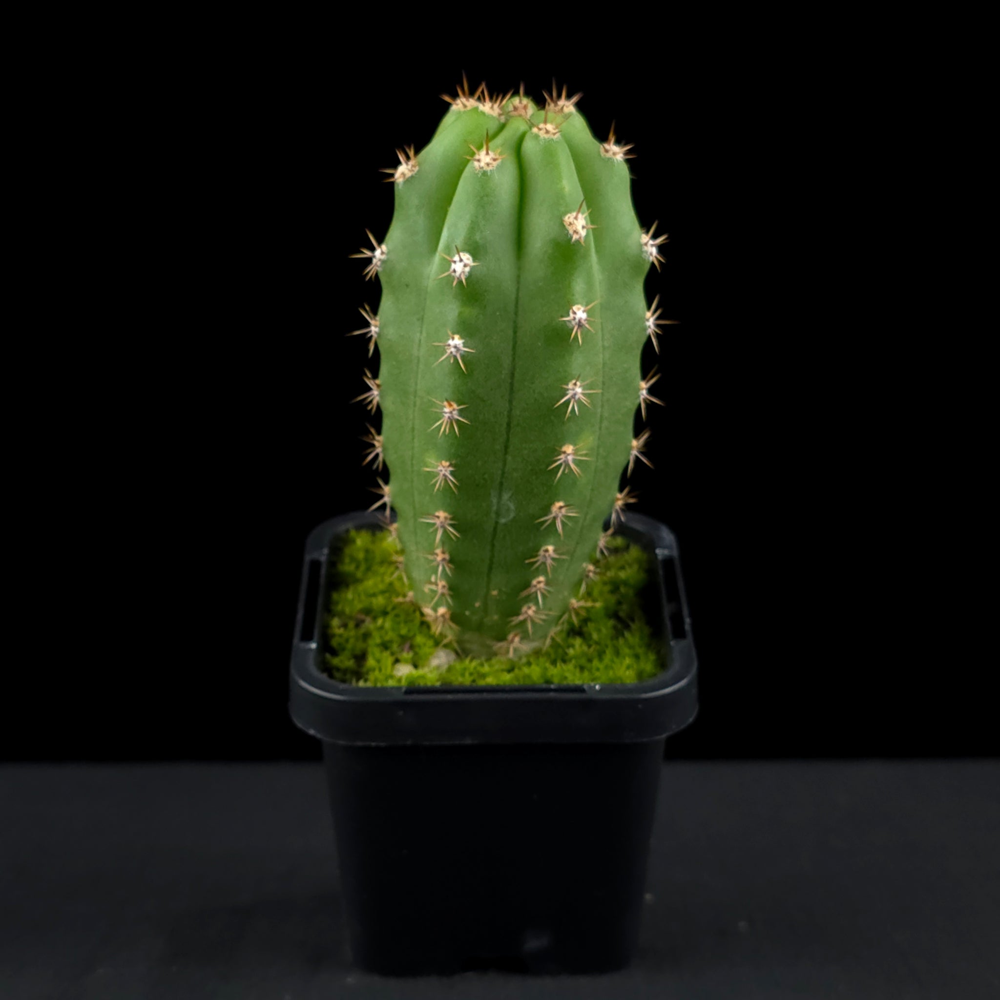 san pedro cactus vs. peruvian torch Trichocereus macrogonus syn. Echinopsis macrogona