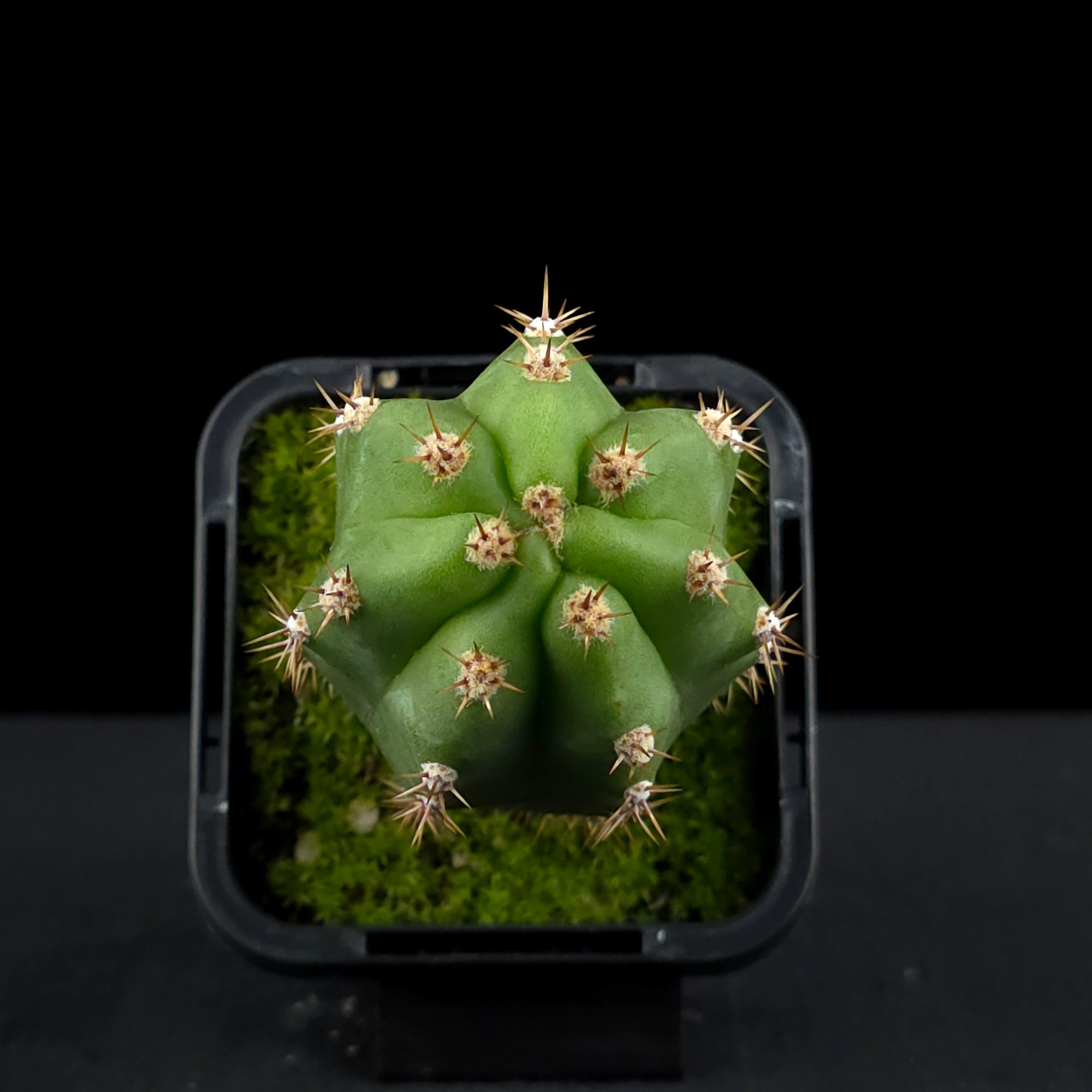 Trichocereus macrogonus syn. Echinopsis macrogona - The Peruvian Torch Cactus