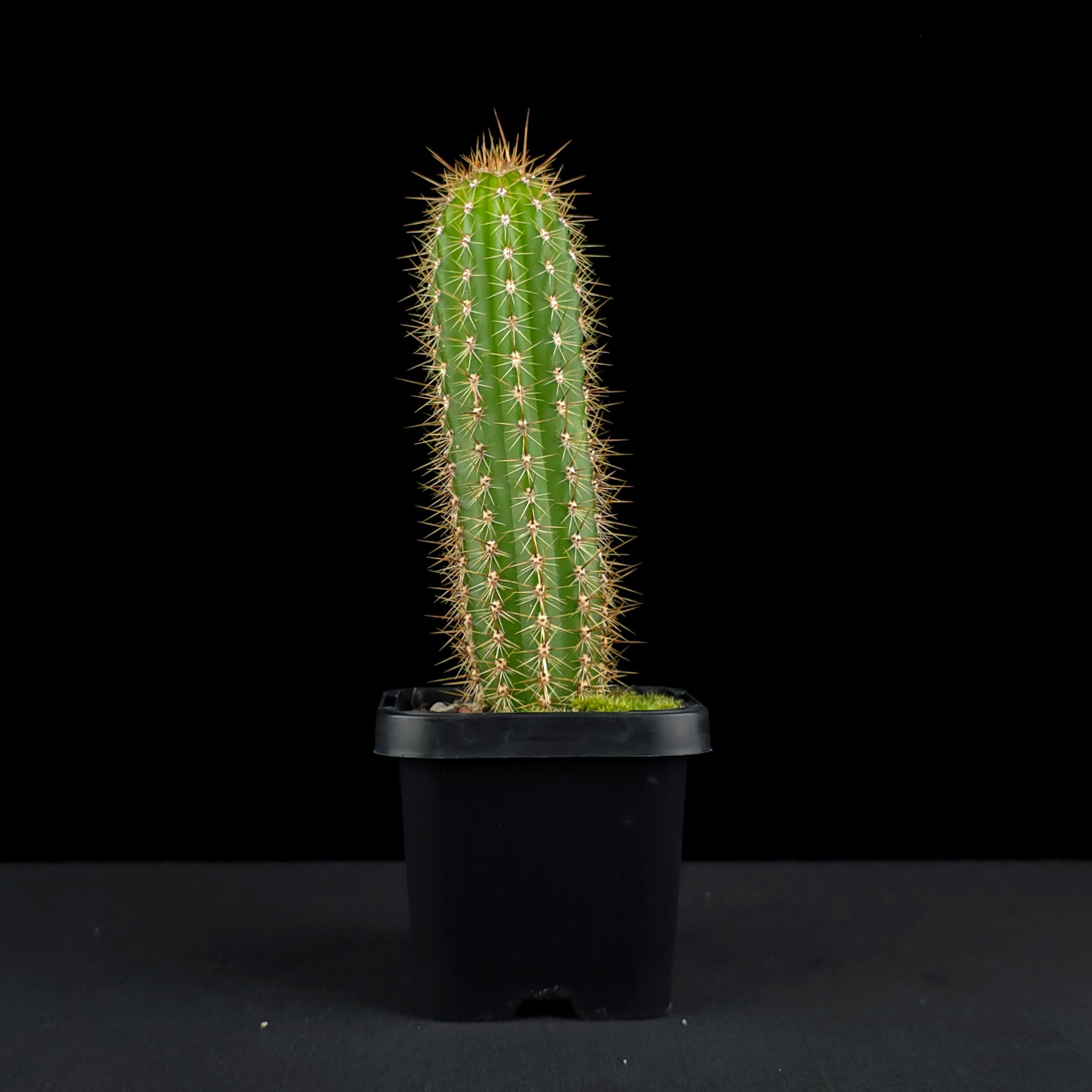 Soehrensia spachiana (Syn. Trichocereus) - Golden Torch Cactus (WA Prohibited)