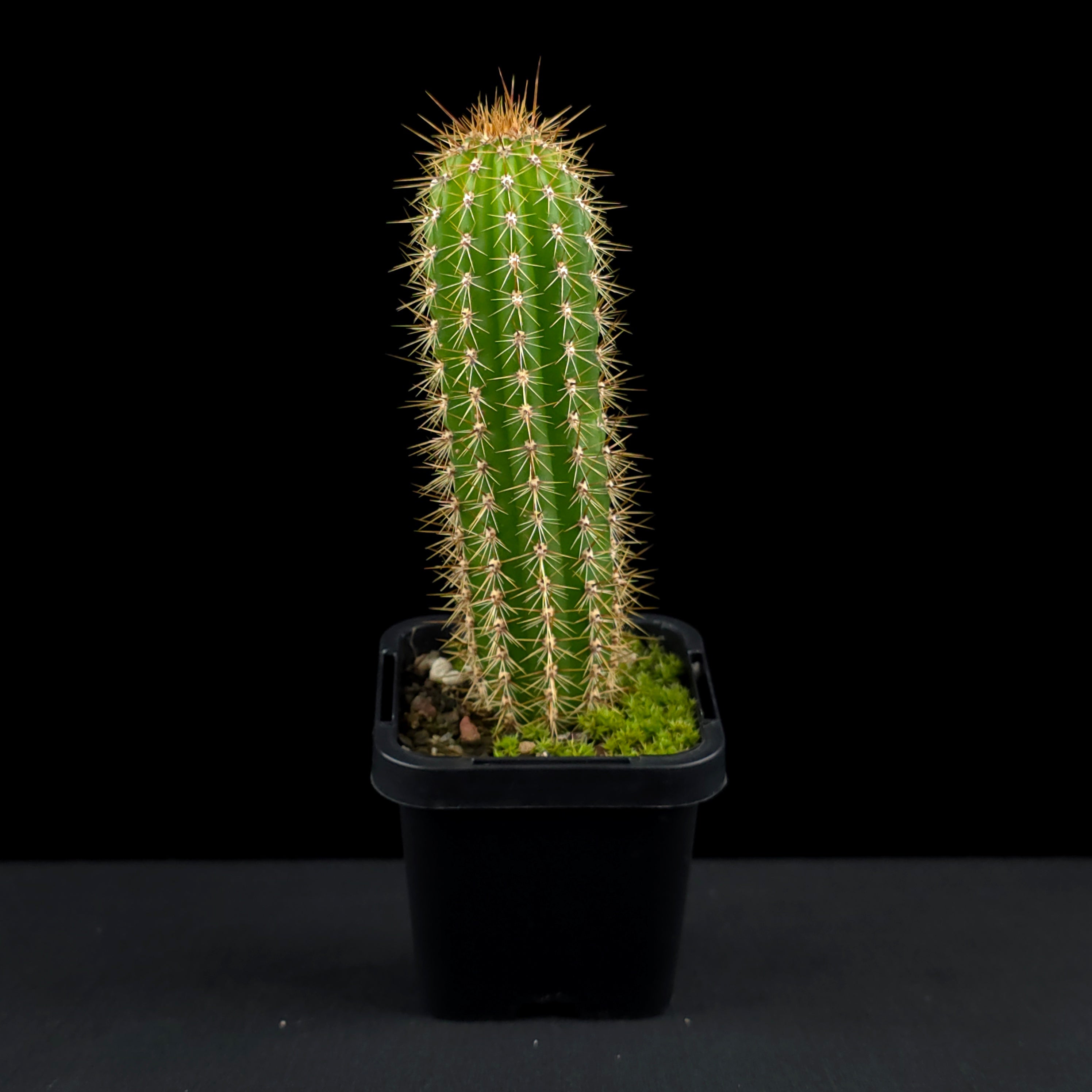 Soehrensia spachiana (Syn. Trichocereus) - Golden Torch Cactus (WA