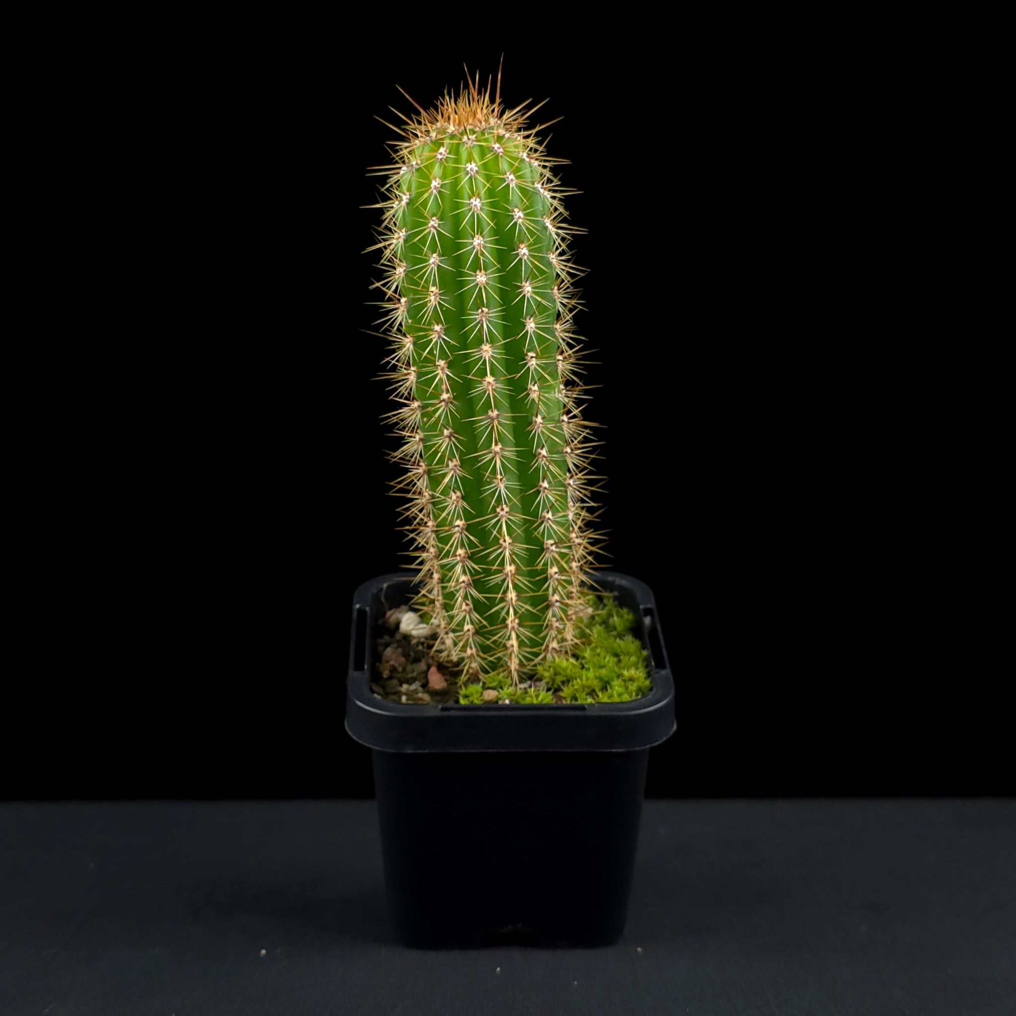 types of torch cactus Soehrensia spachiana (Syn. Trichocereus)