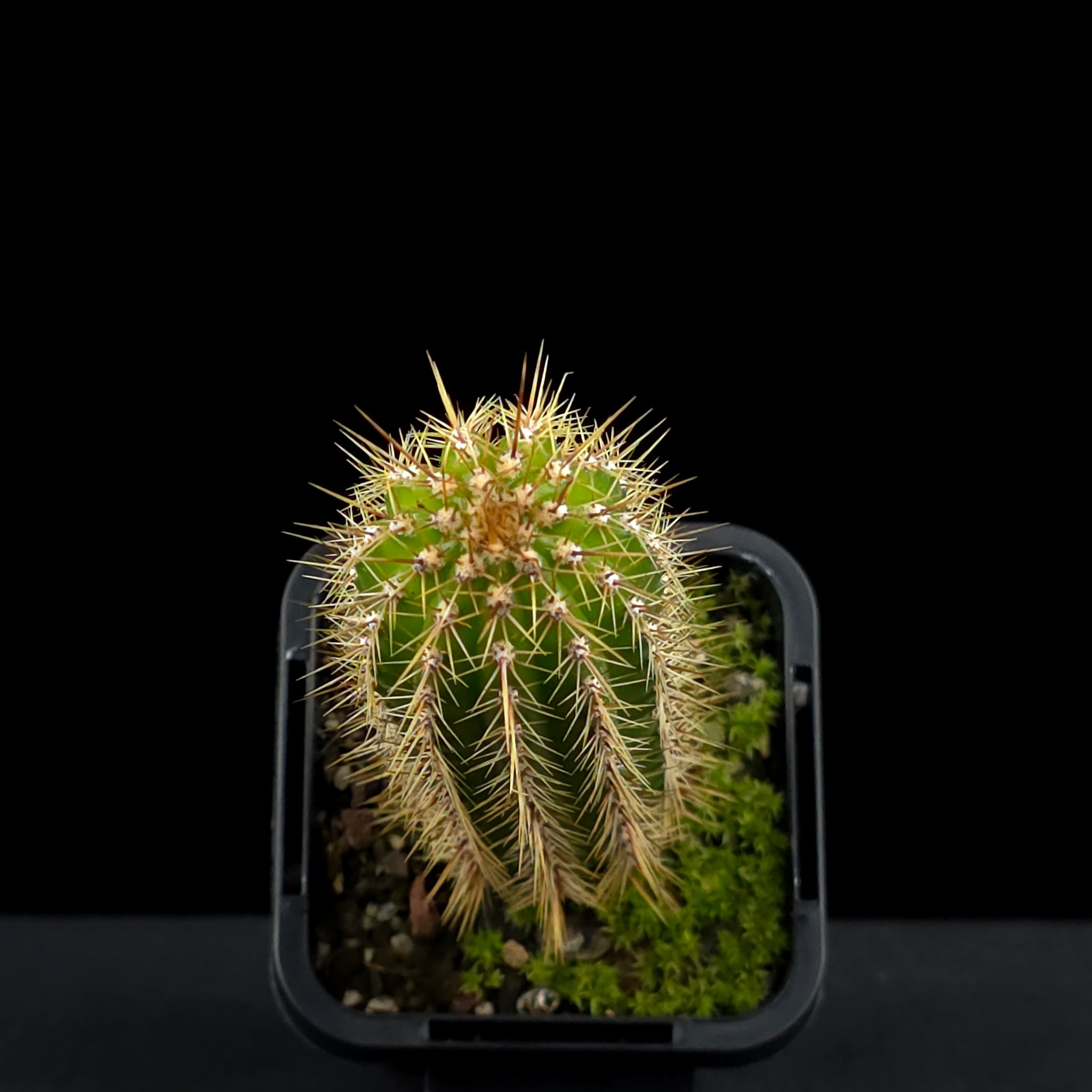 Soehrensia spachiana (Syn. Trichocereus) - Golden Torch Cactus (WA Prohibited)