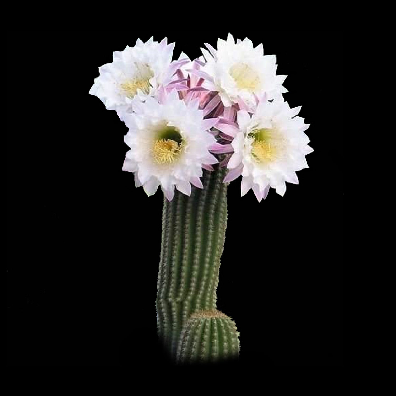 Soehrensia spachiana (Syn. Trichocereus) – Golden Torch Cactus (WA Prohibited)
