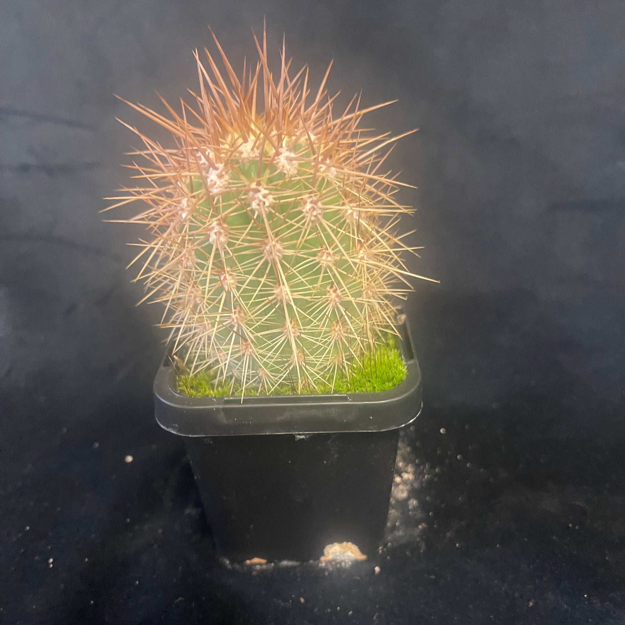 Echinopsis pasacana (syn. Trichocereus pasacana): The Giant Cardon Cactus