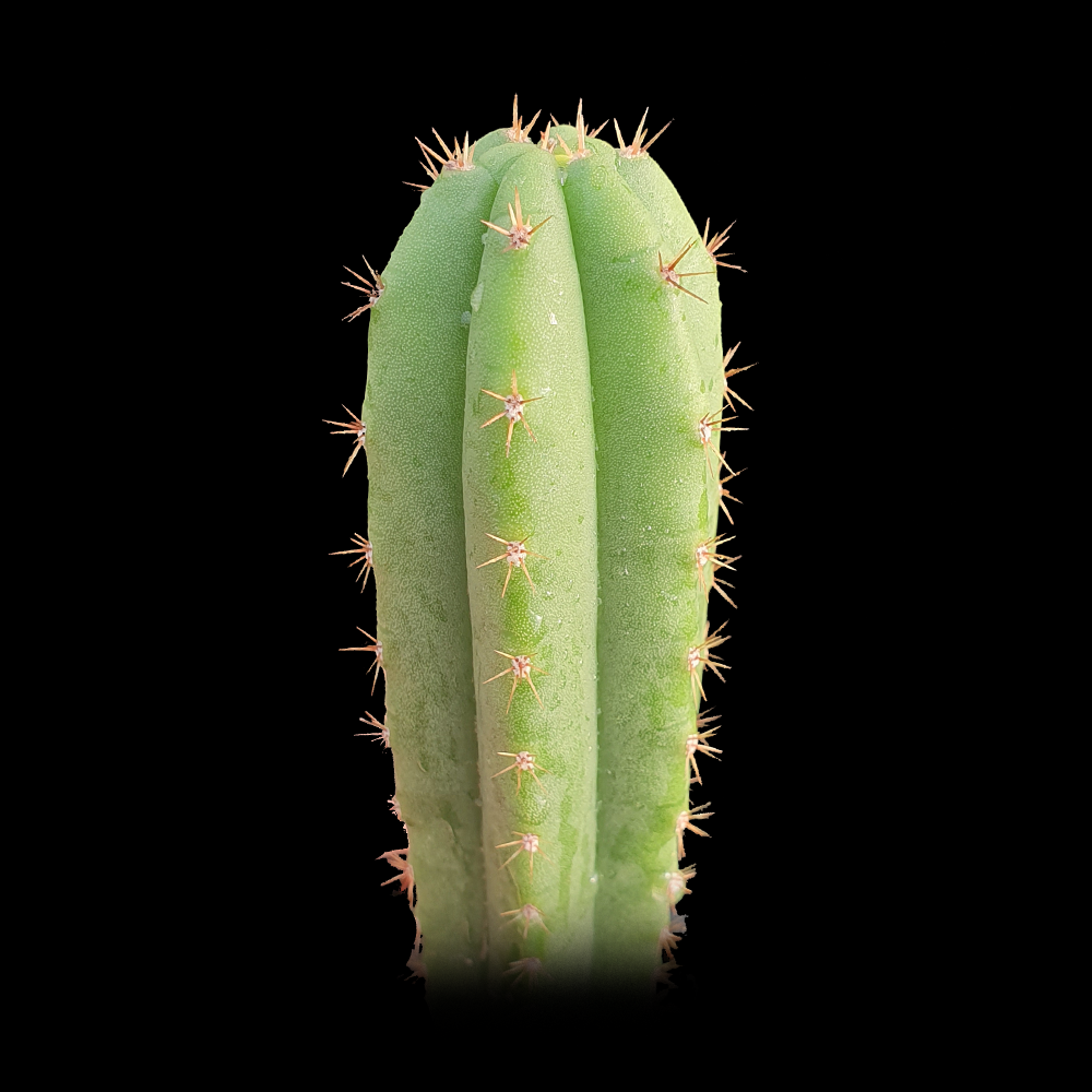 Trichocereus peruvianus