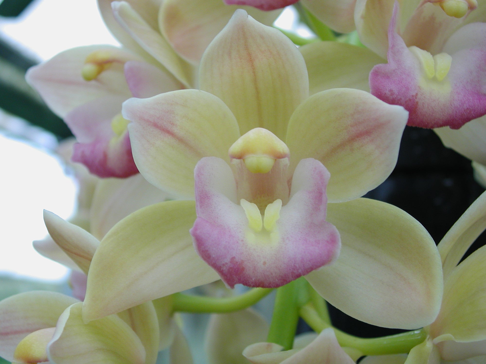 Cymbidium Sarah Jean 'Peach' Variegated