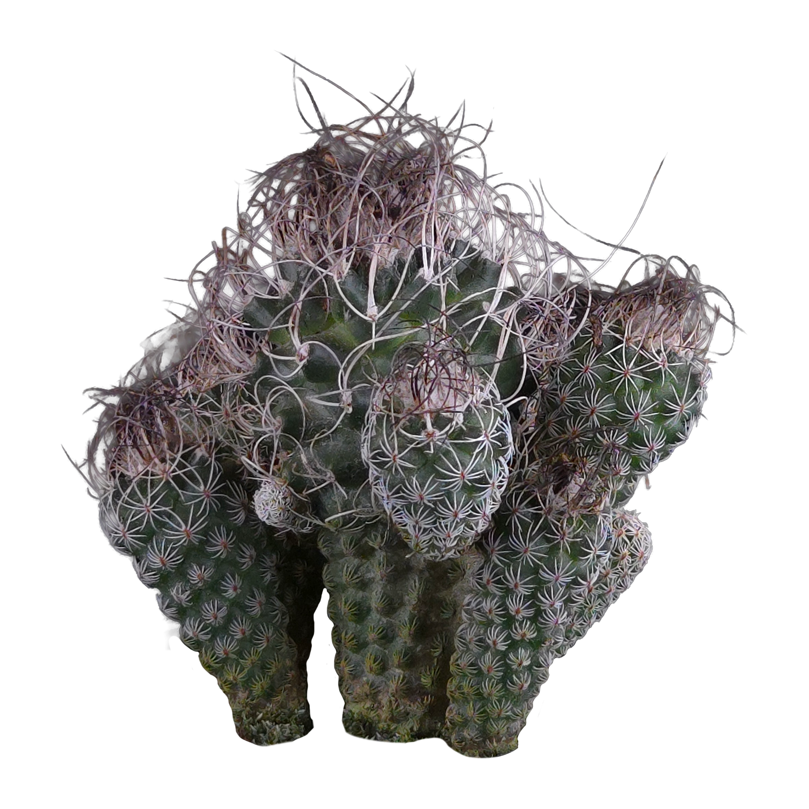 Turbinicarpus krainzianus (WA Prohibited)
