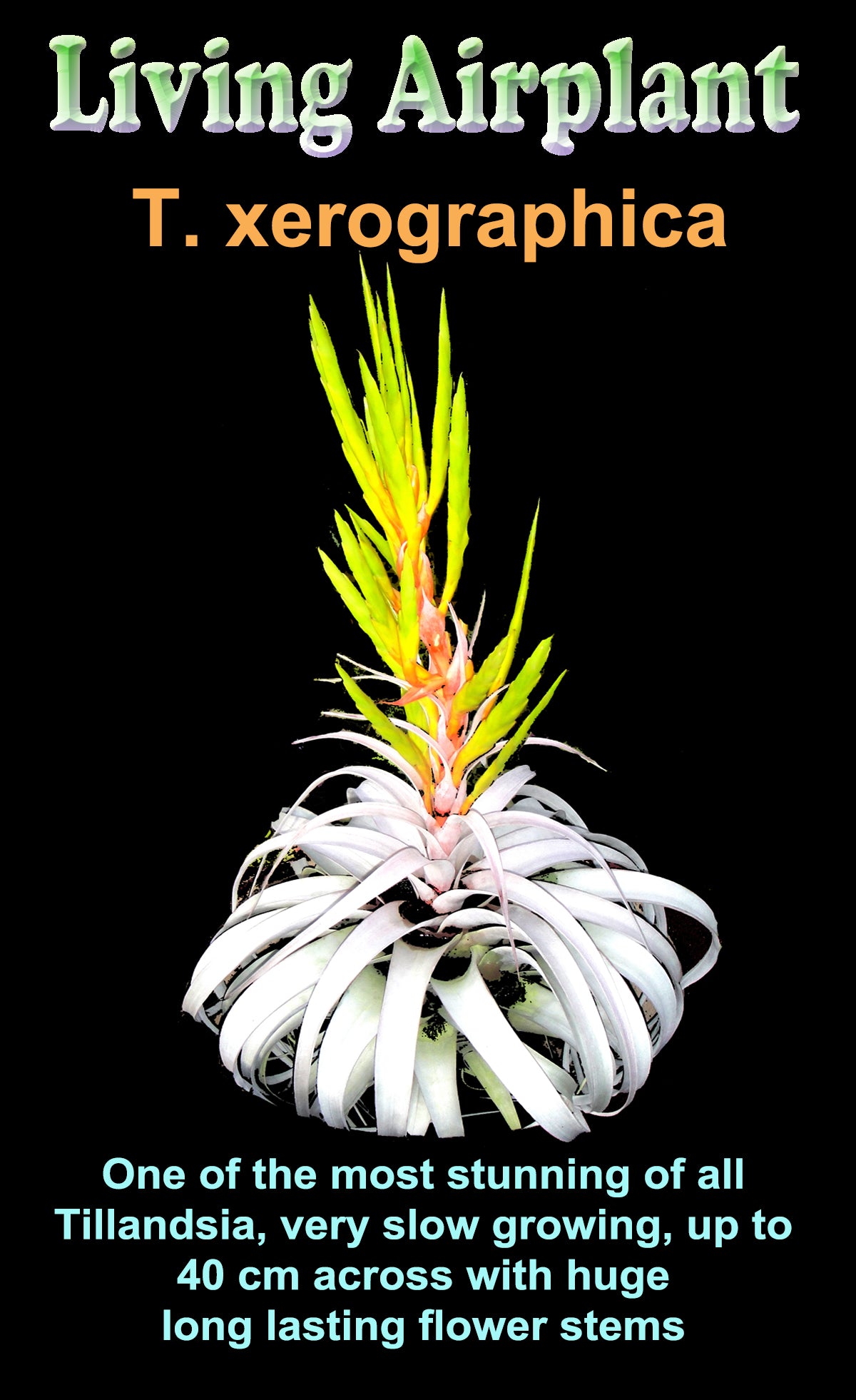 Tillandsia xerographica