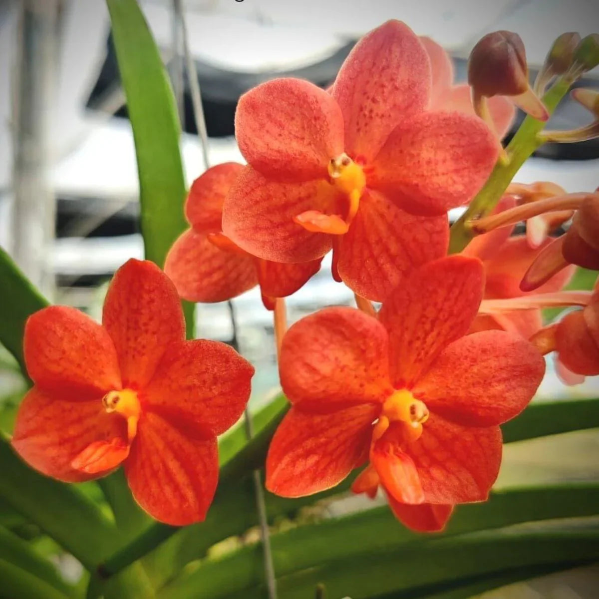 Vanda Allience Orchid JVB x Rattana