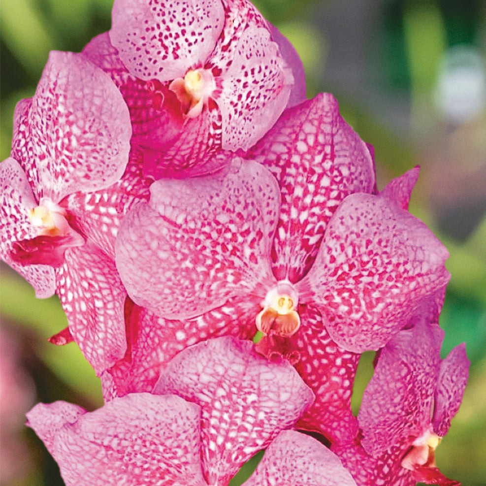 Vanda Allience Orchid (Similam x Blitz) 'Pink'