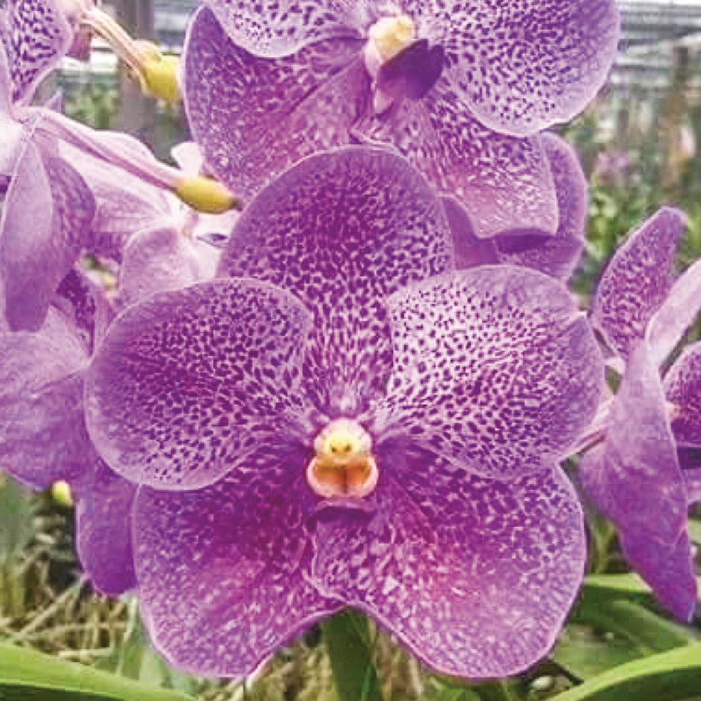 Vanda Allience Orchid   Gordon Dillan x Dr Anek